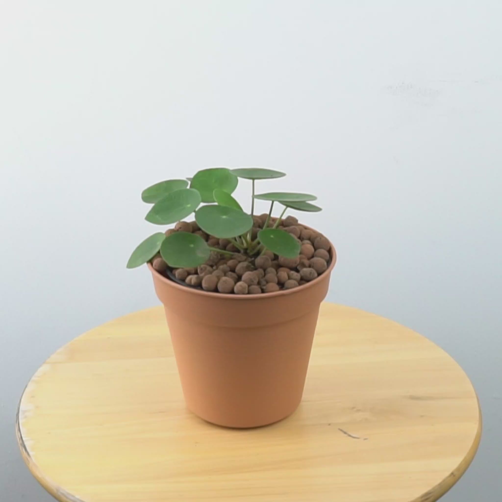 Pilea - Greenspaces.id