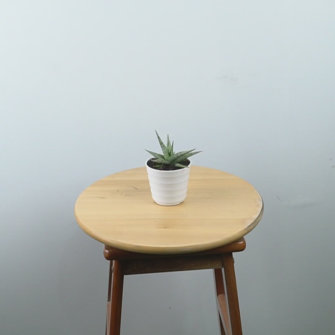 Sansevieria Cinta - Greenspaces.id