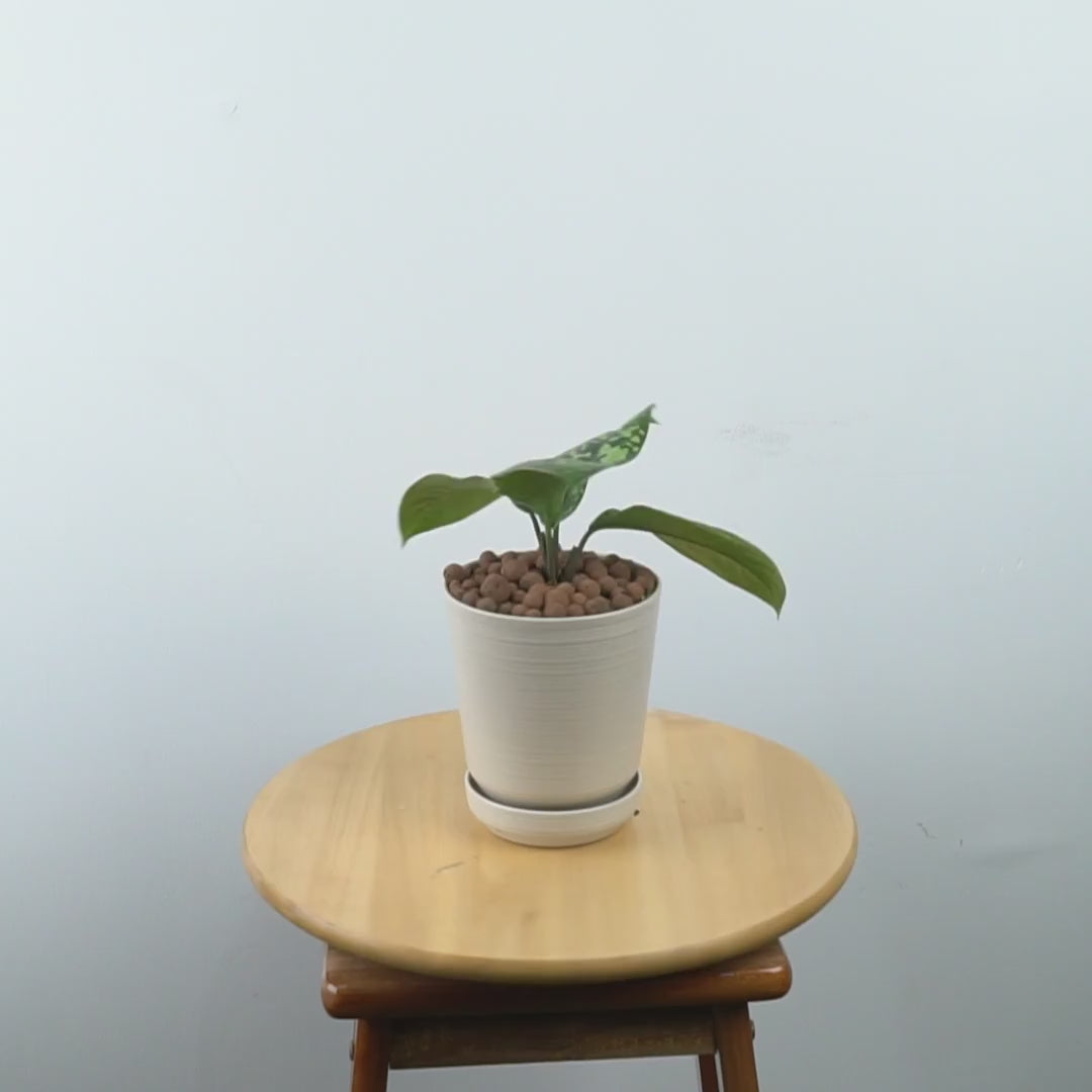 Homalomena Army - Greenspaces.id