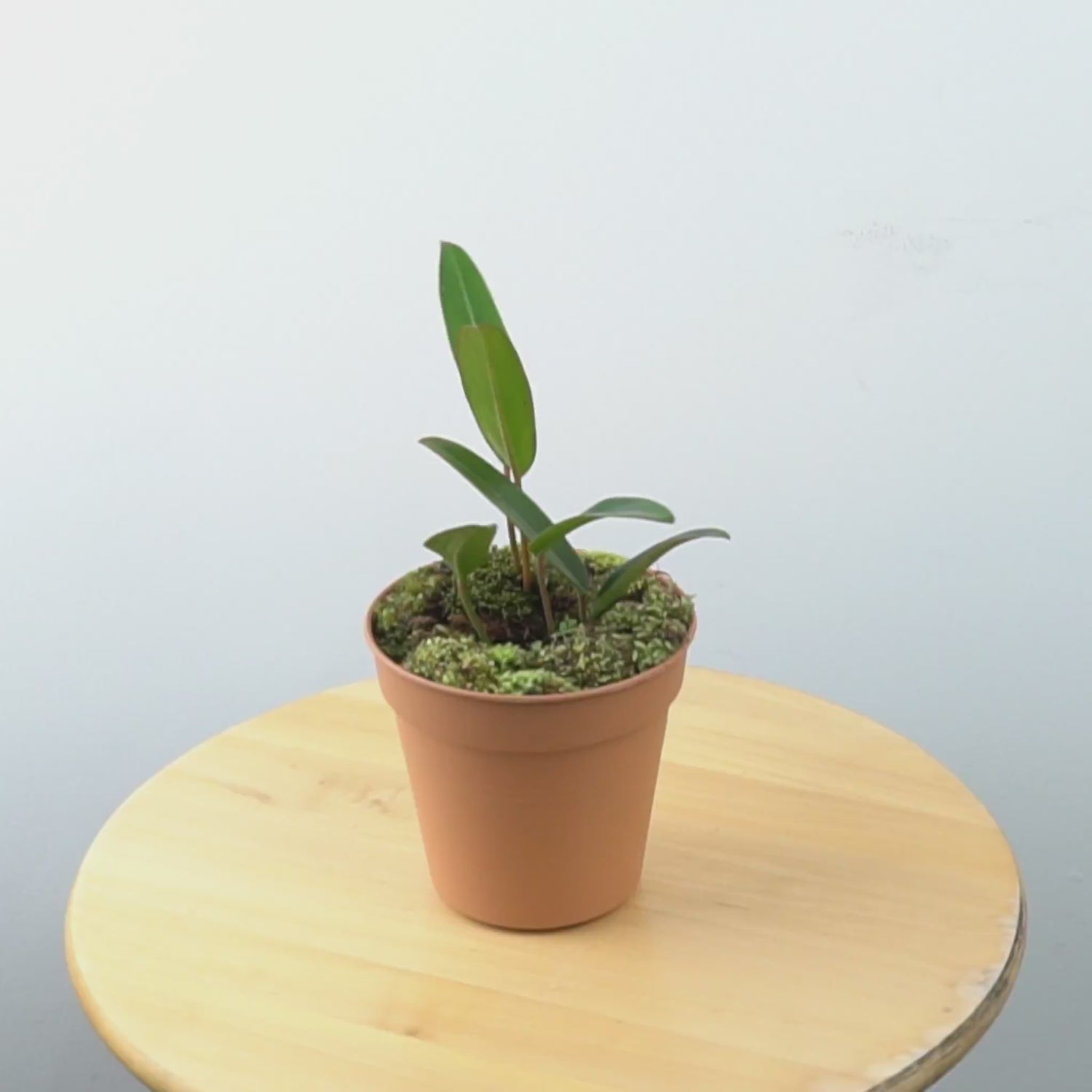 Philodendron Callosum