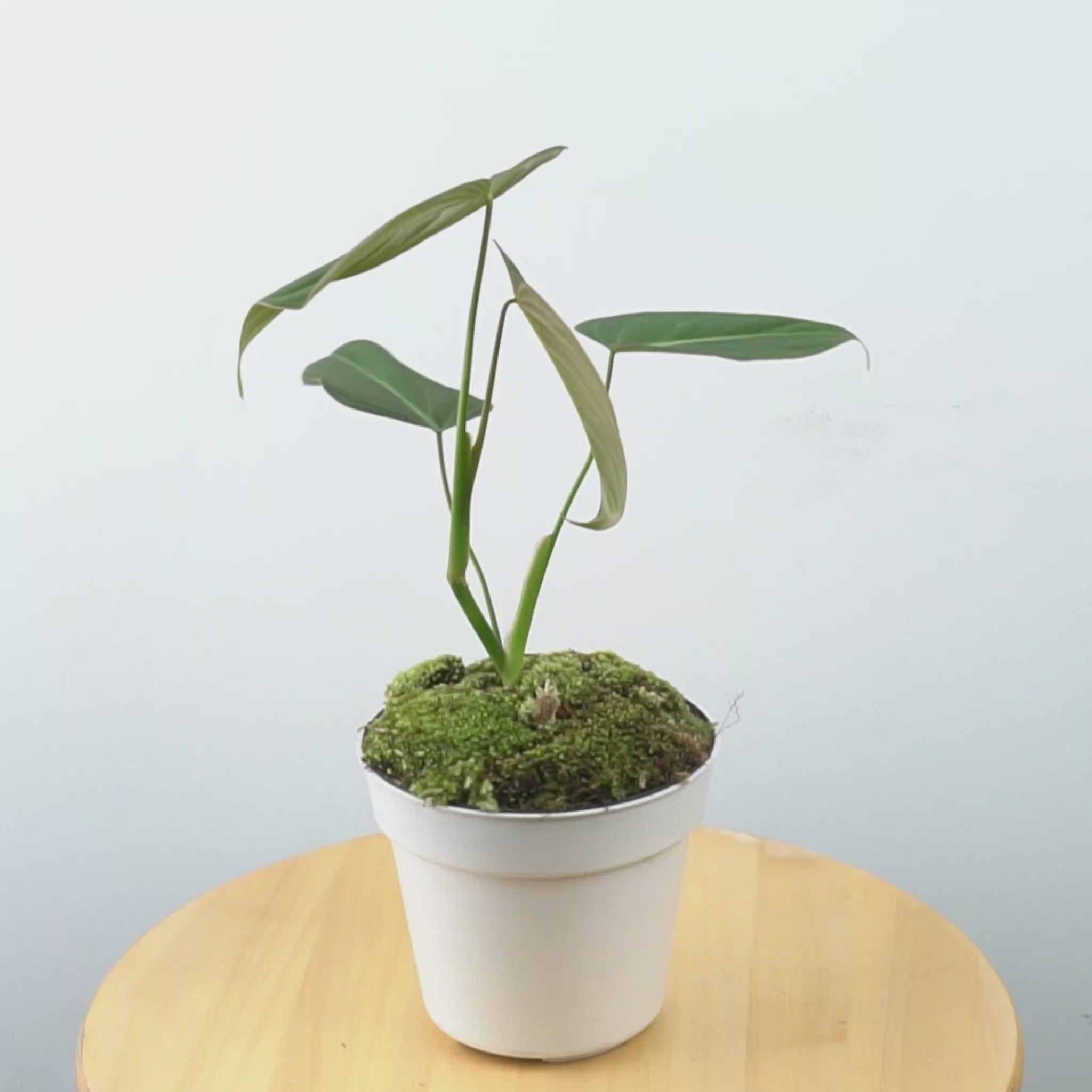 Philodendron Glorious (Gloriosum x Melanochrysum)