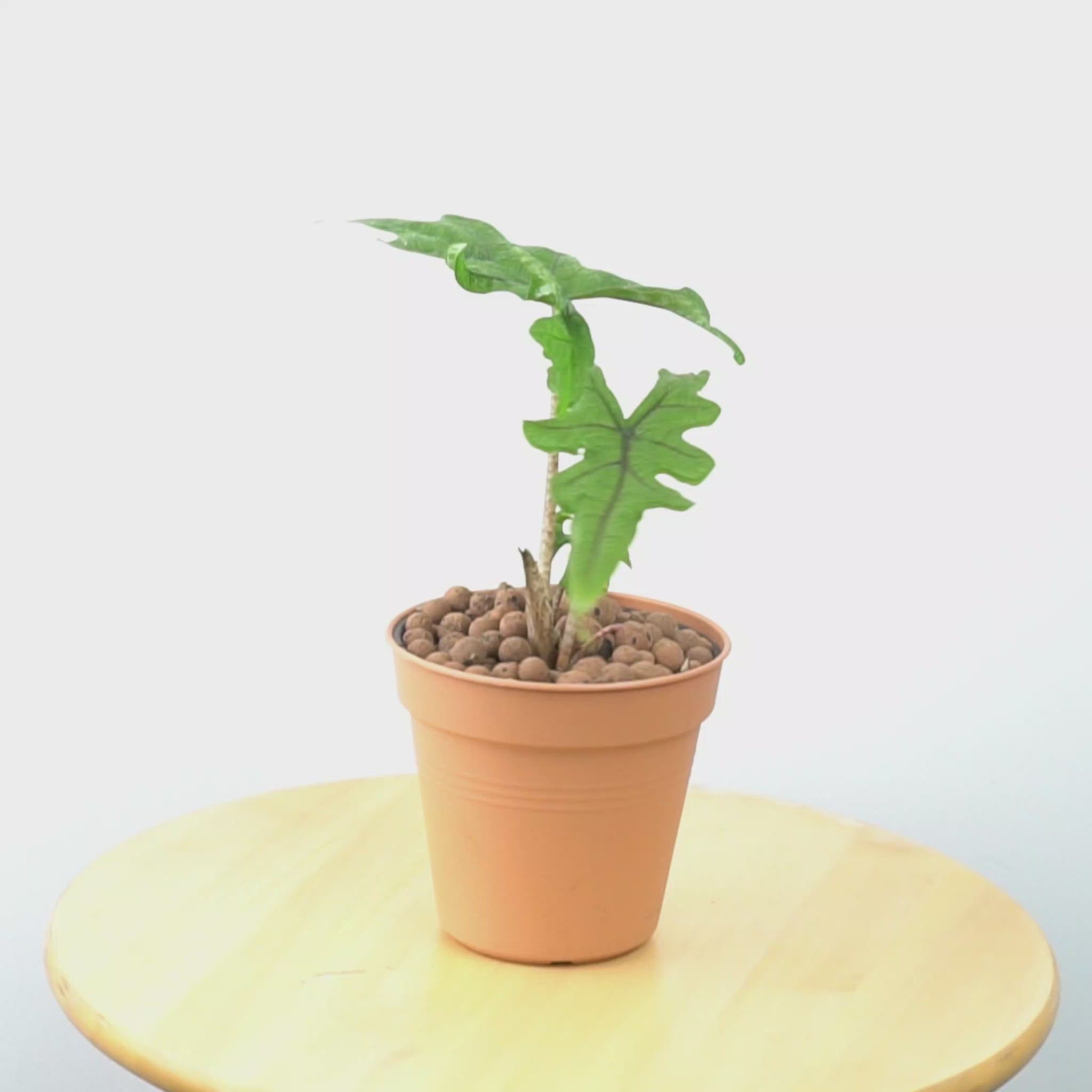 Alocasia jacklyn