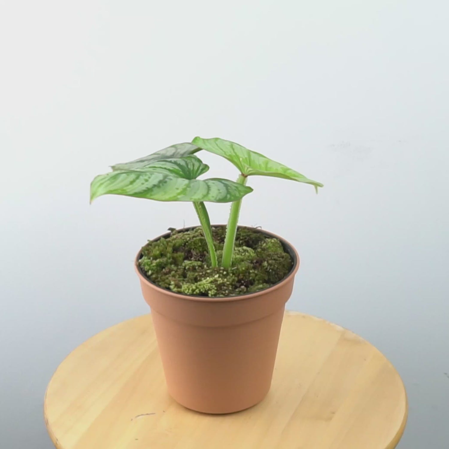 Philodendron Mamei