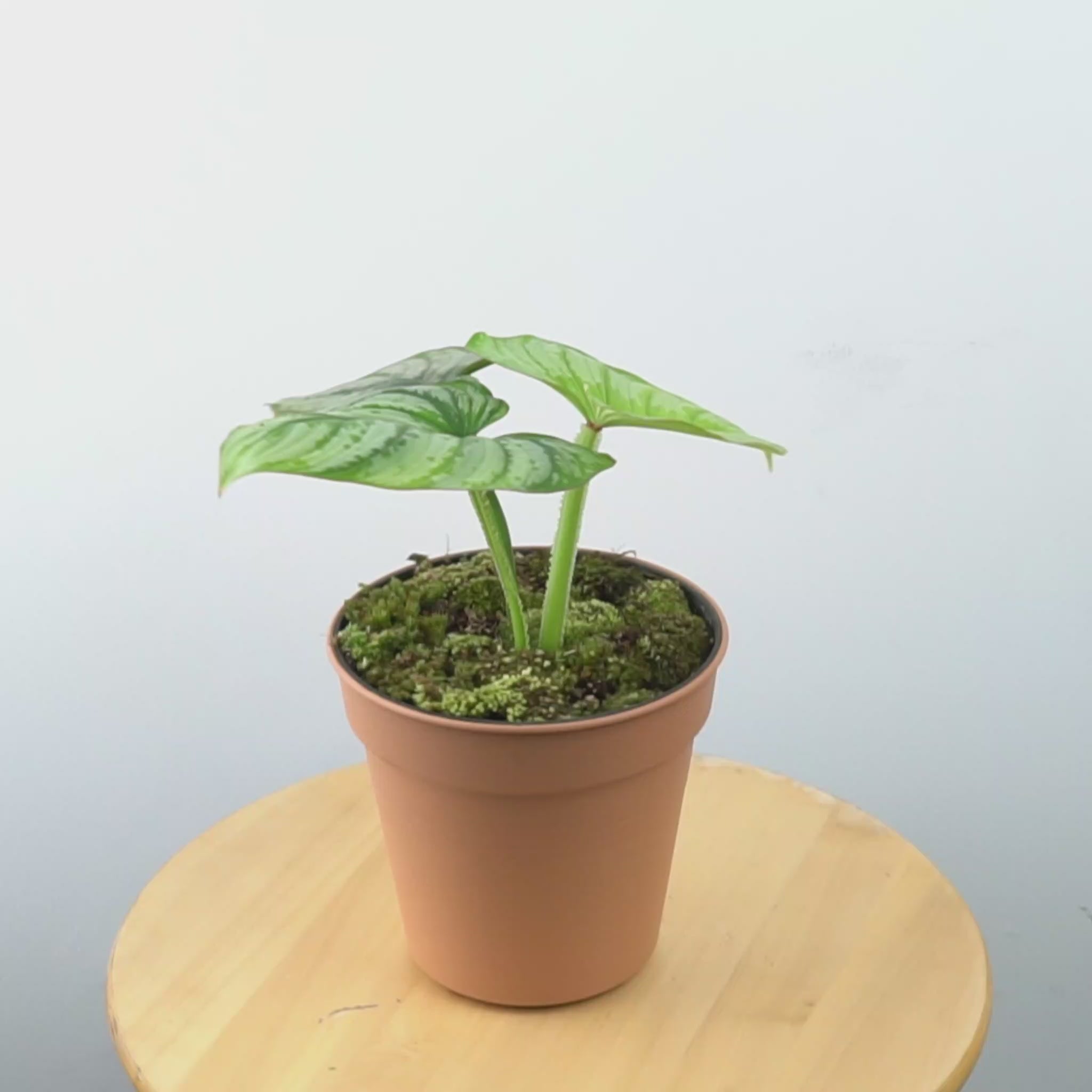 Philodendron Mamei