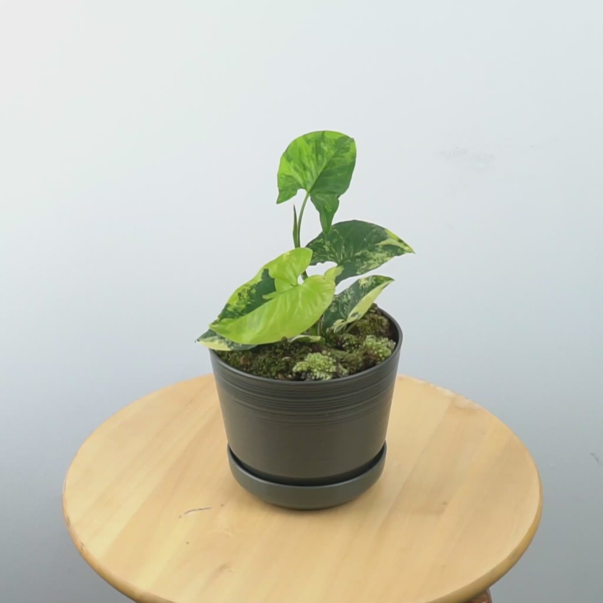Syngonium yellow variegated