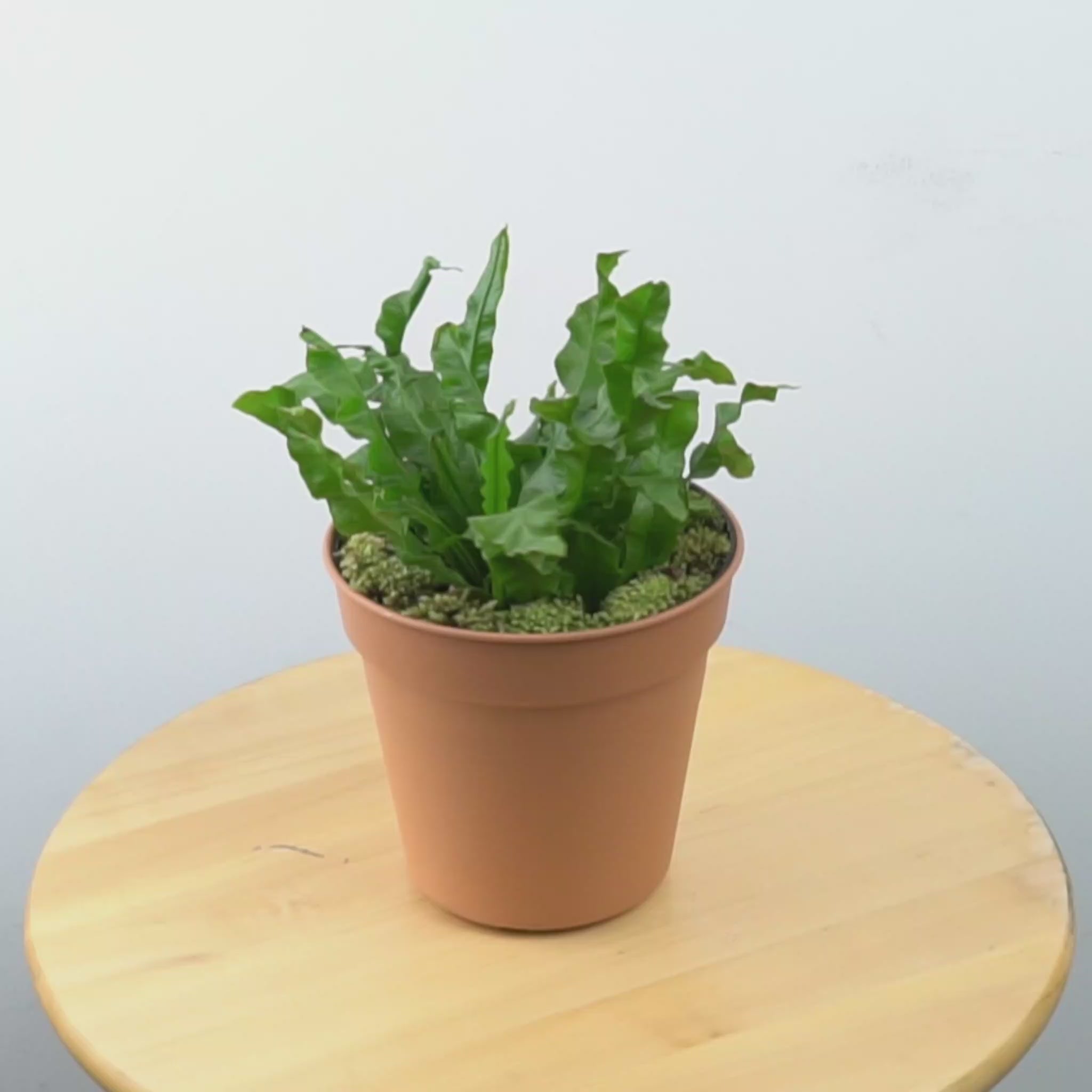 Asplenium nidus &