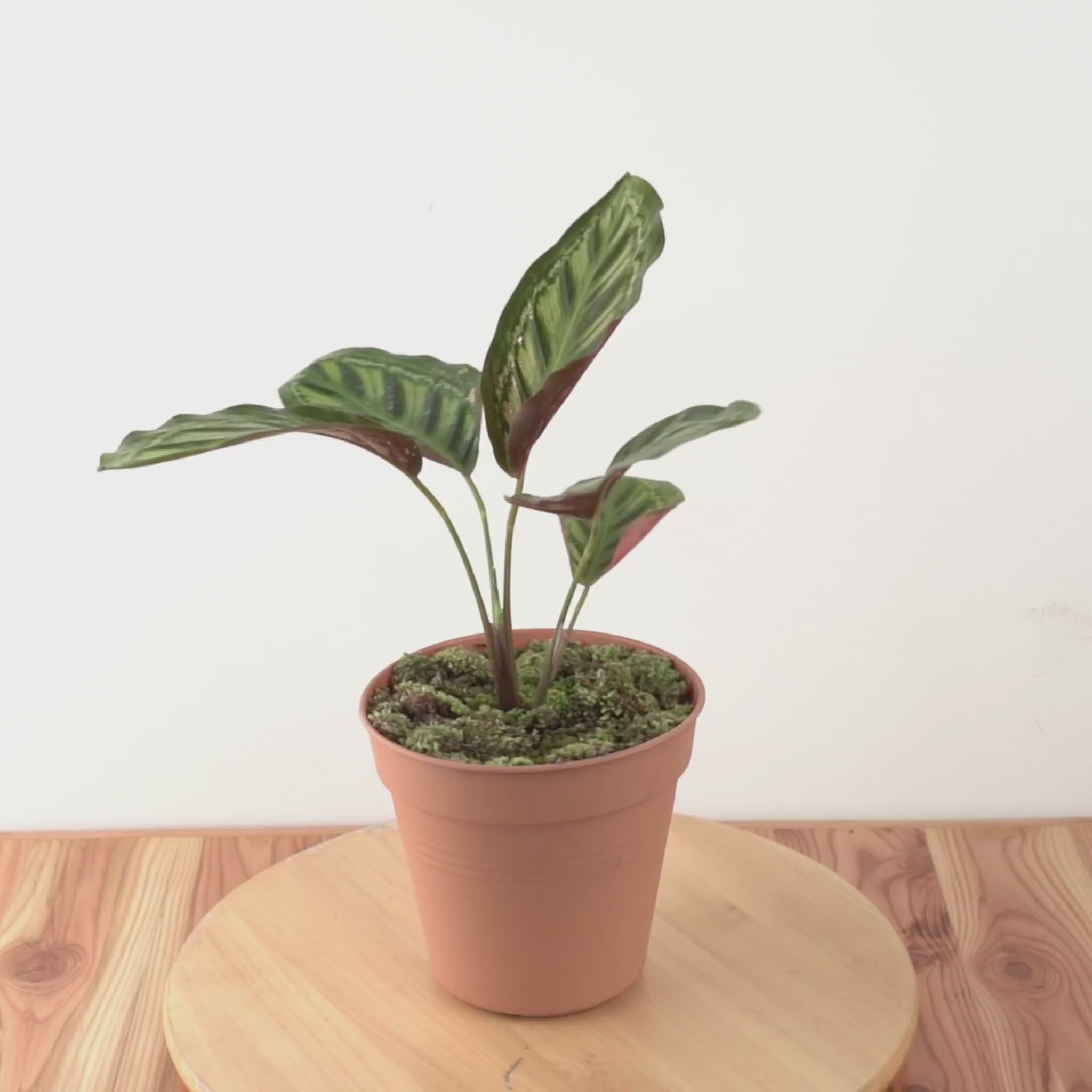 Calathea Flamaster - Greenspaces.id