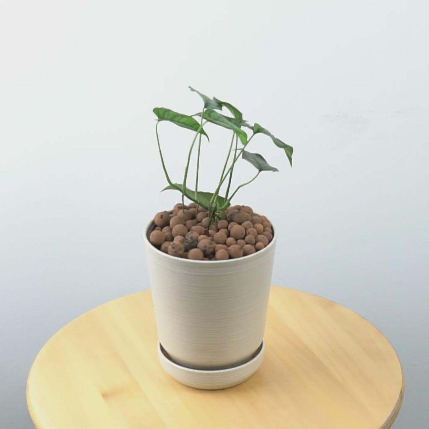 Monstera Siltepecana  - Greenspaces.id