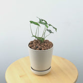 Monstera Siltepecana  - Greenspaces.id