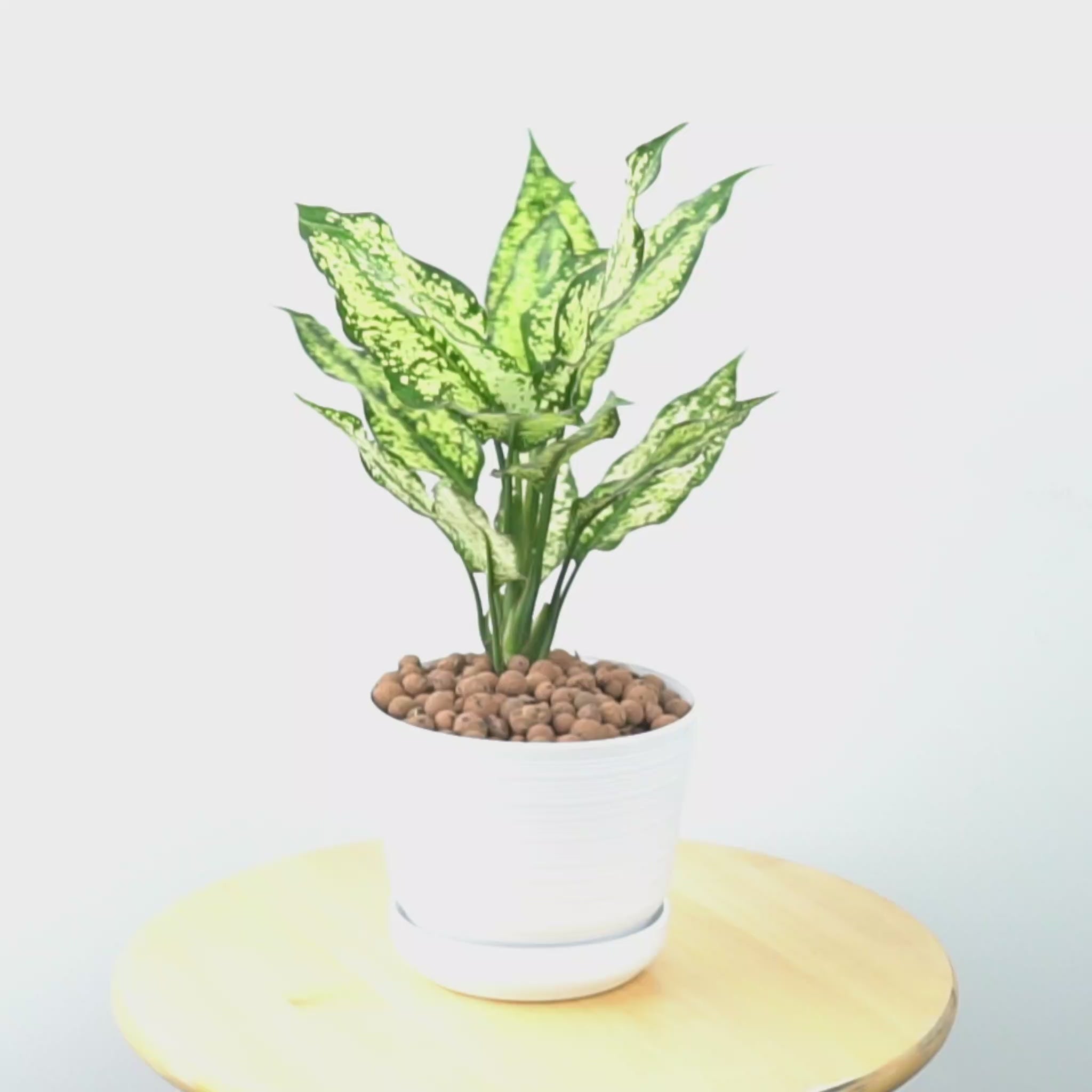 Aglaonema snow white_Video