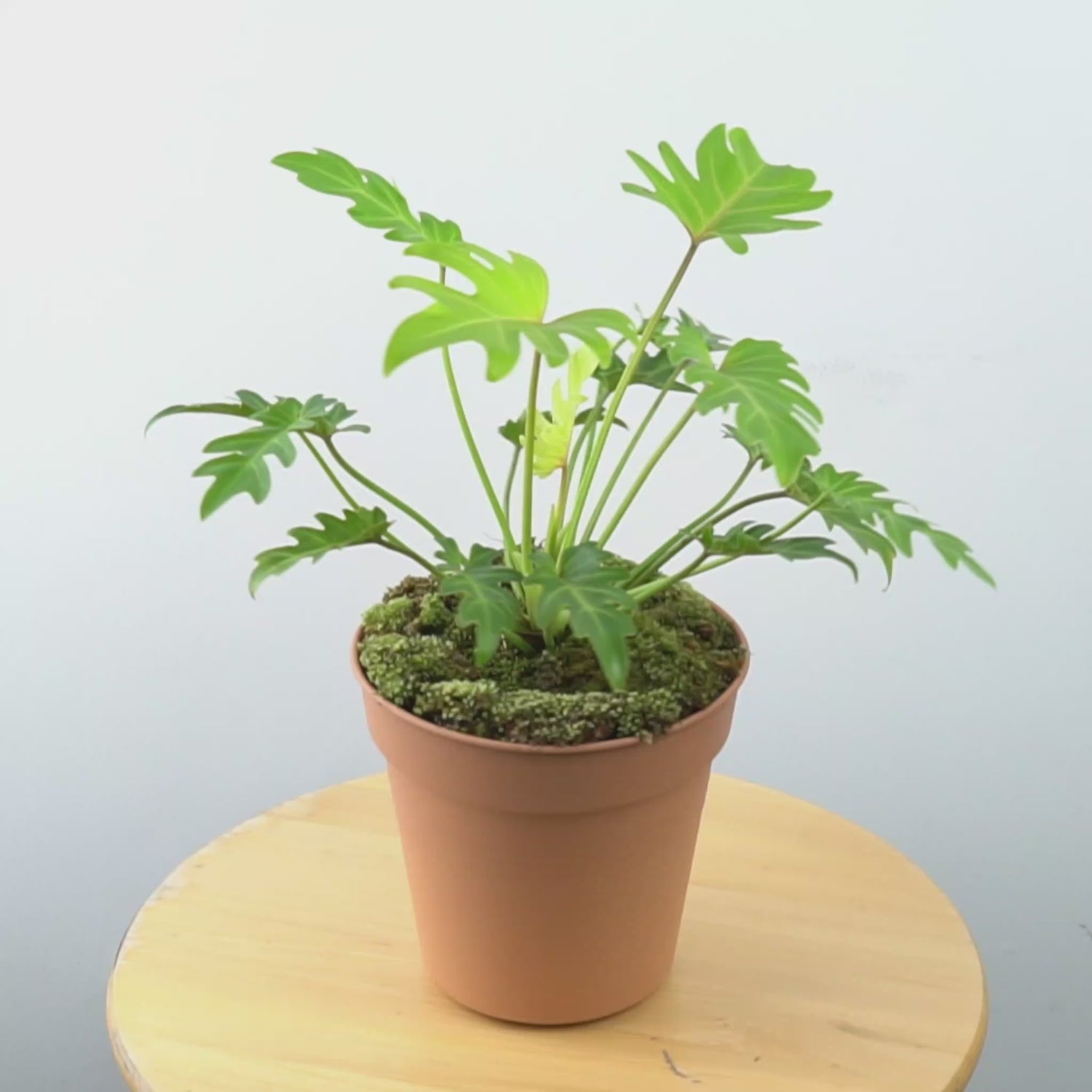 Philodendron Golden Xanadu