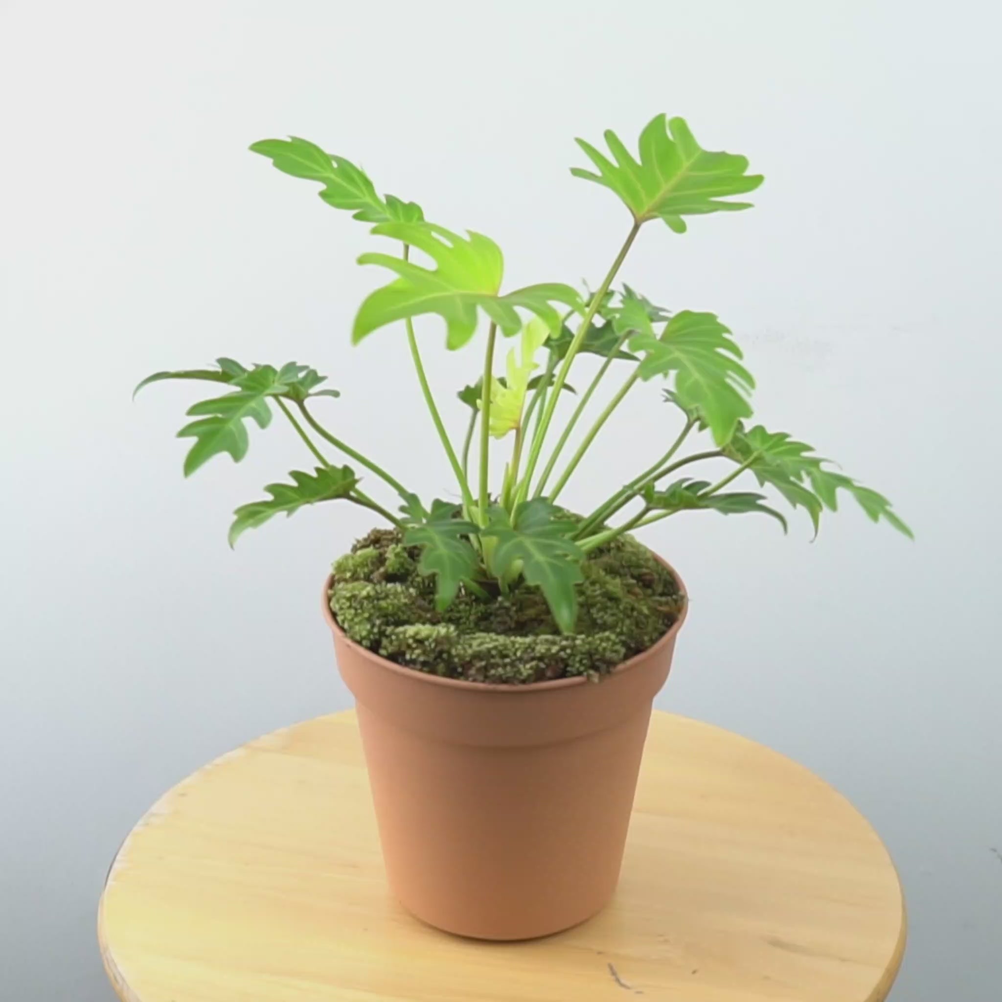 Philodendron Golden Xanadu