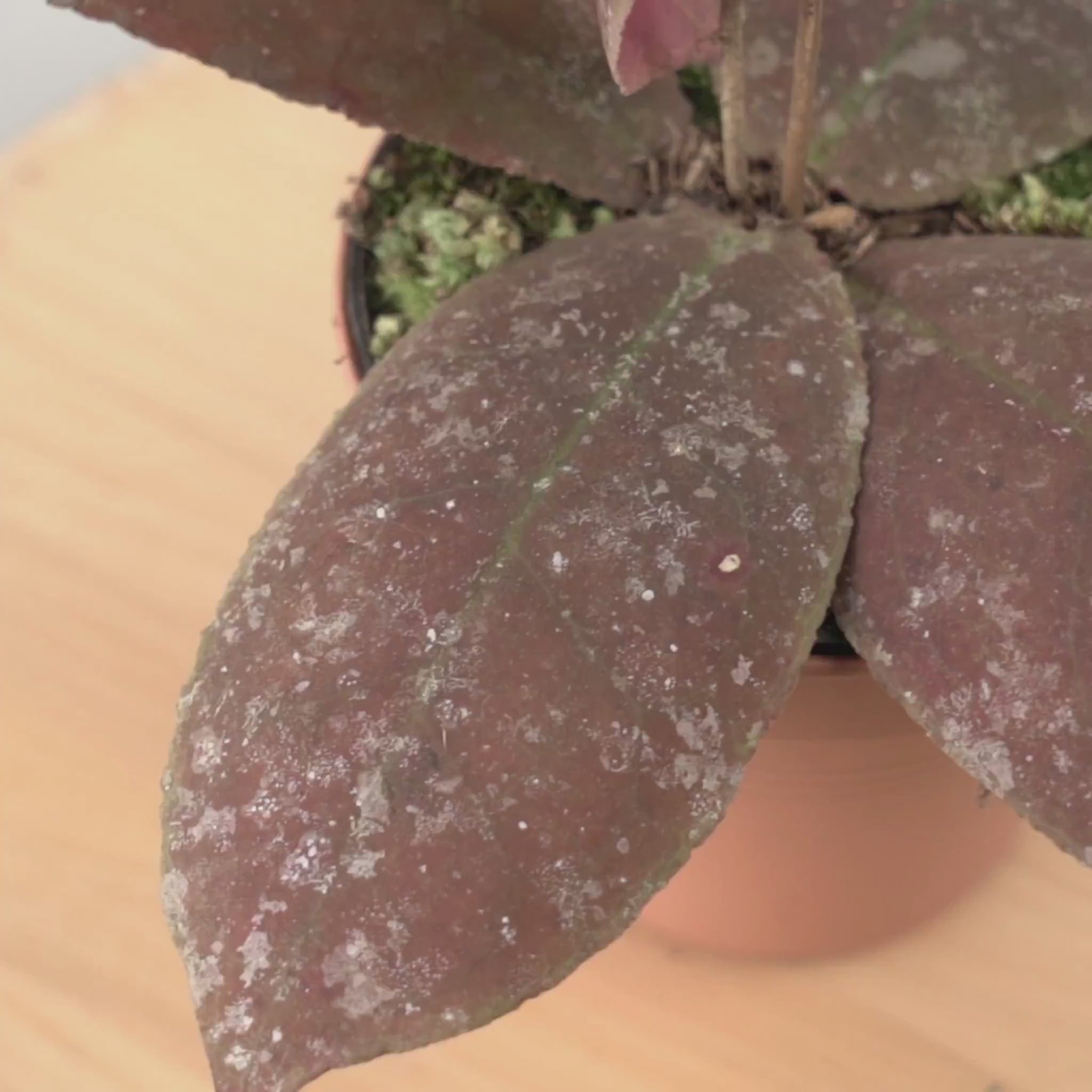 Hoya undulata red - Greenspaces.id