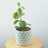 Peperomia obtusifolia variegated - Greenspaces.id