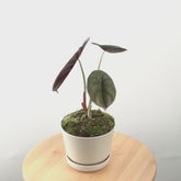 Alocasia cuprea_Video