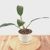 Philodendron Melonii - Greenspaces.id