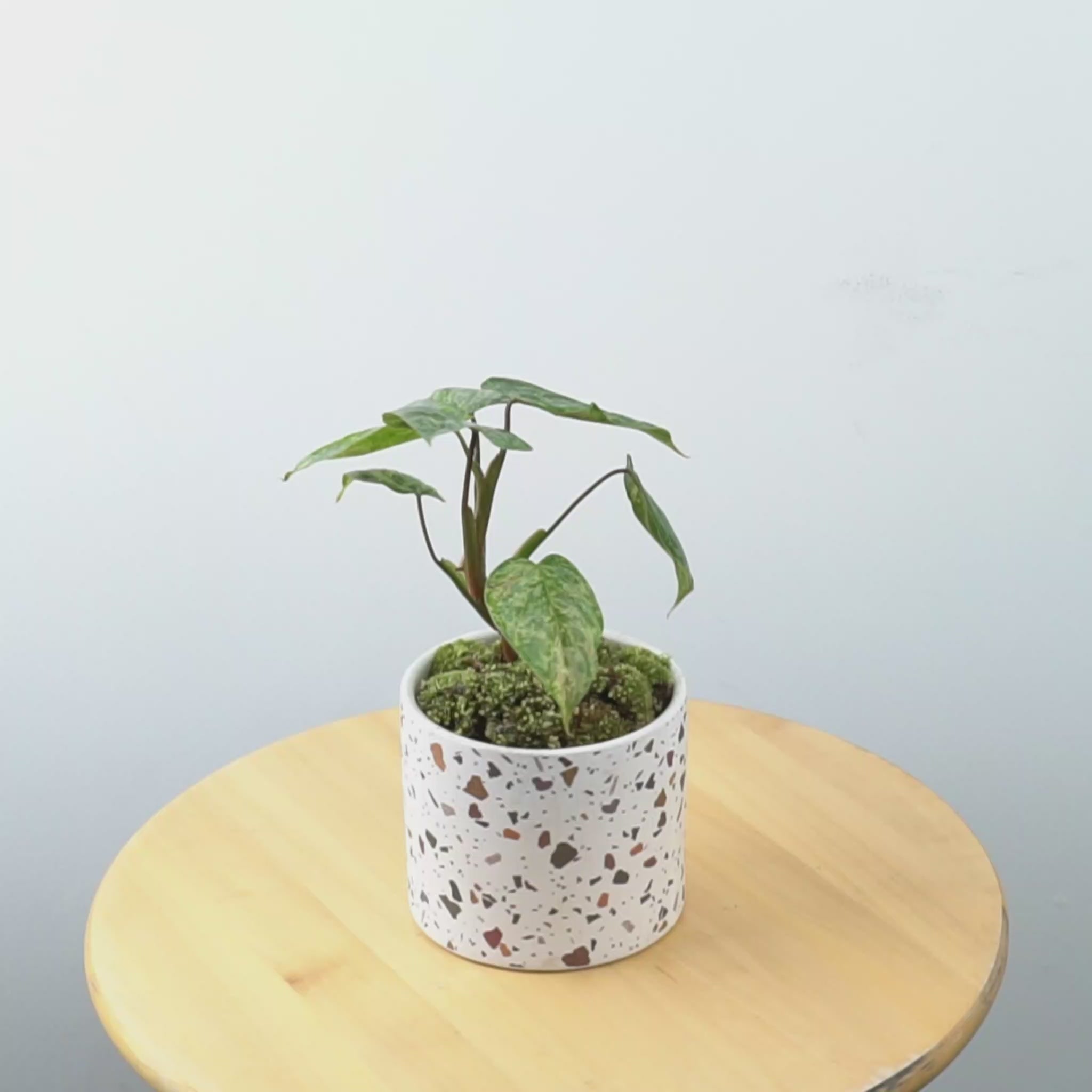 Philodendron sodiroi variegated - Greenspaces.id