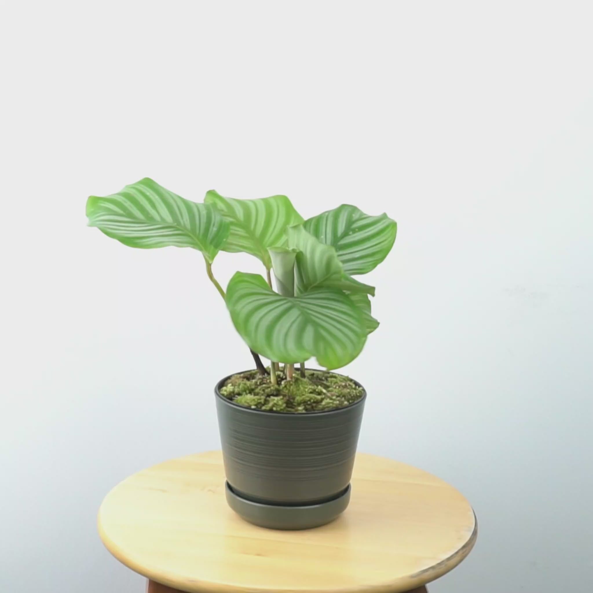 Calathea orbifolia - Greenspaces.id