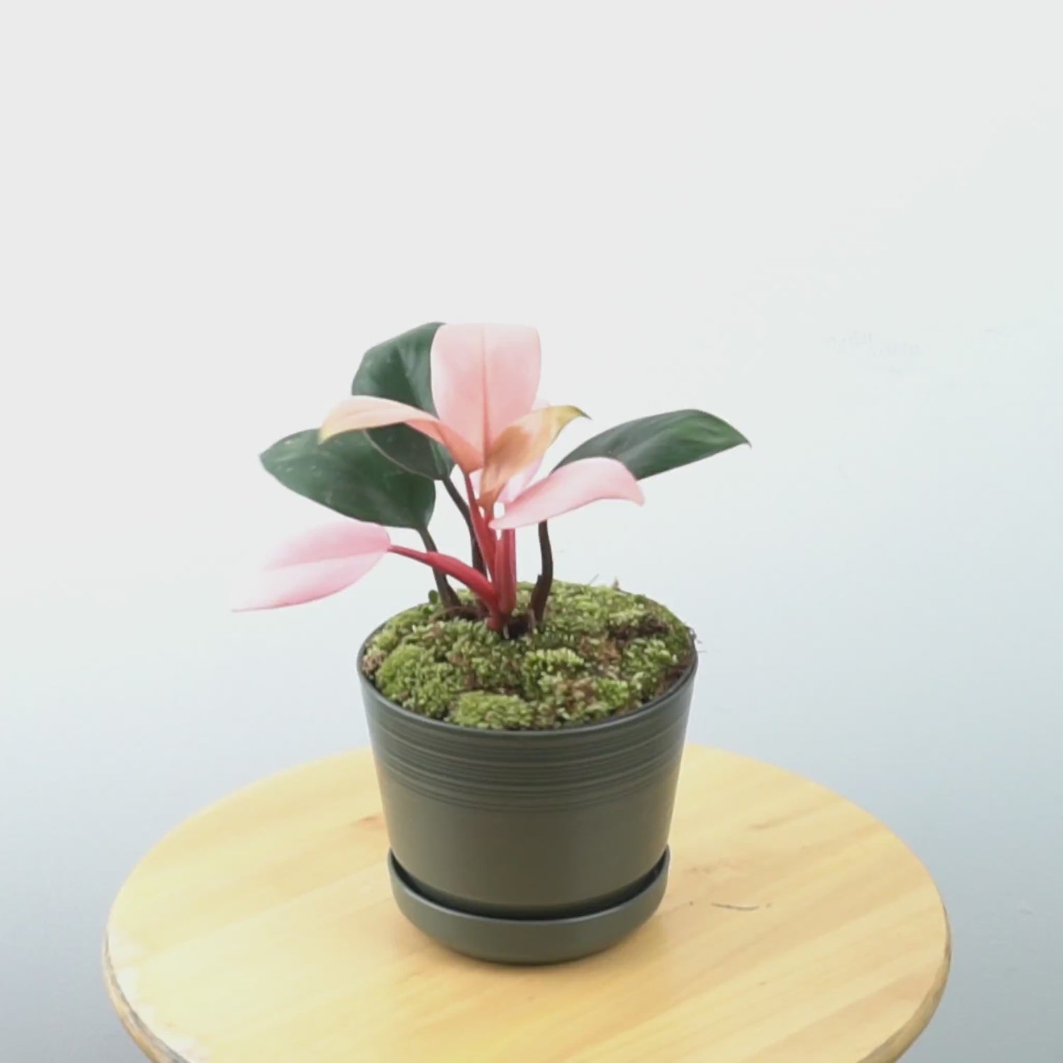 Philodendron Pink Congo