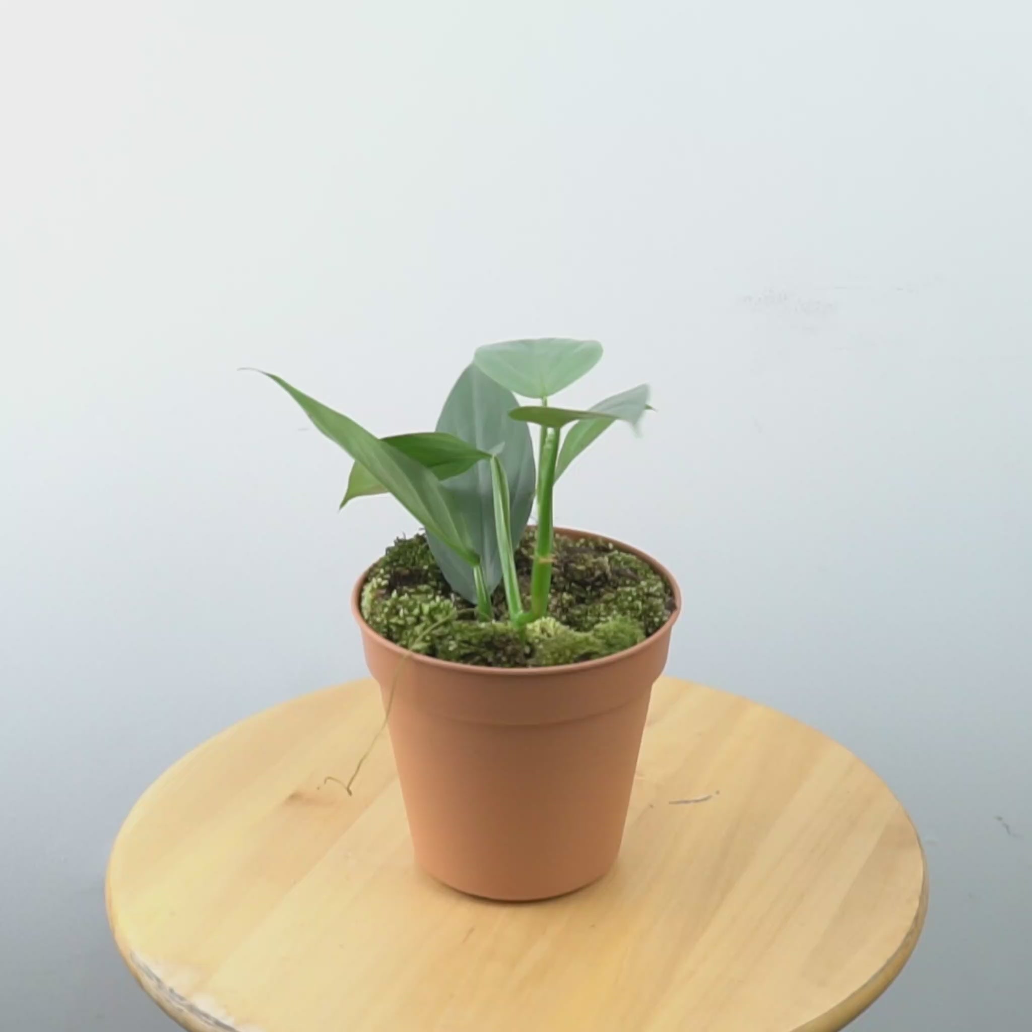 Philodendron Hastatum - Silver Sword