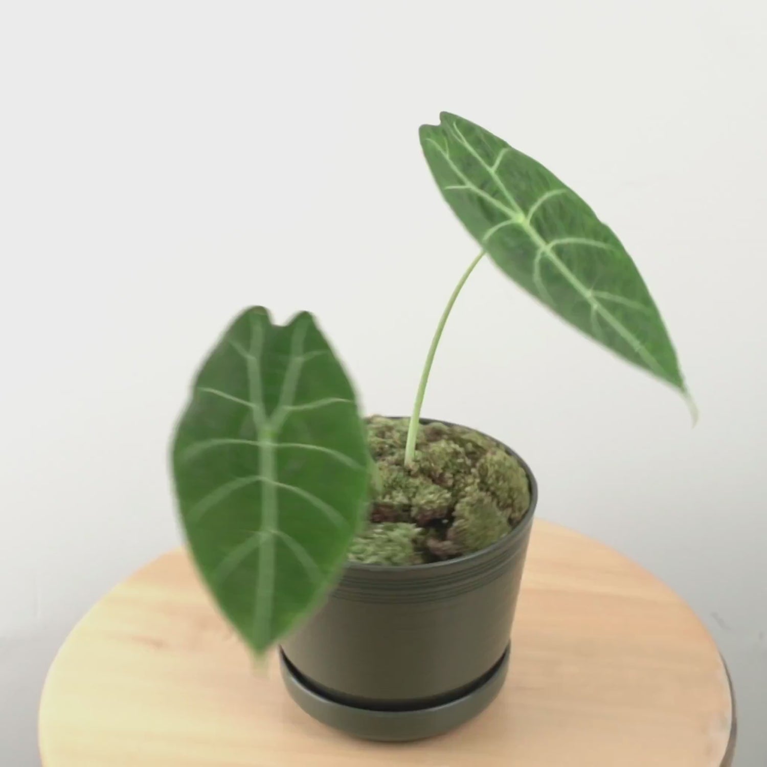 Alocasia Watsoniana - Greenspaces.id