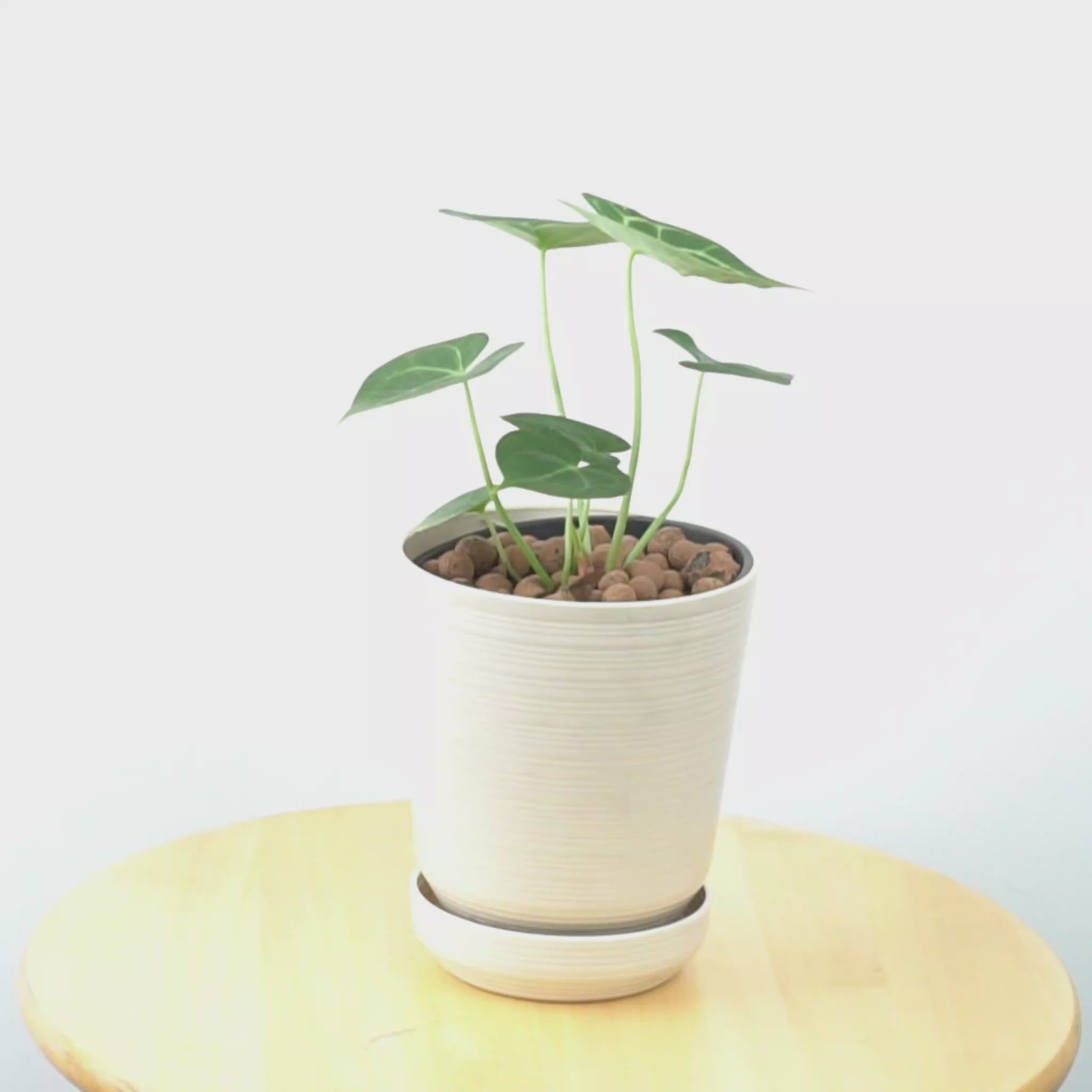 Anthurium Clarinervium - greenspaces.id