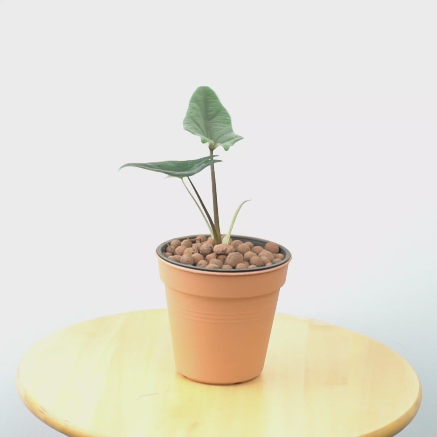 Alocasia Scalfrum - Greenspaces.id