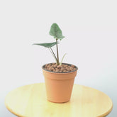 Alocasia Scalfrum - Greenspaces.id