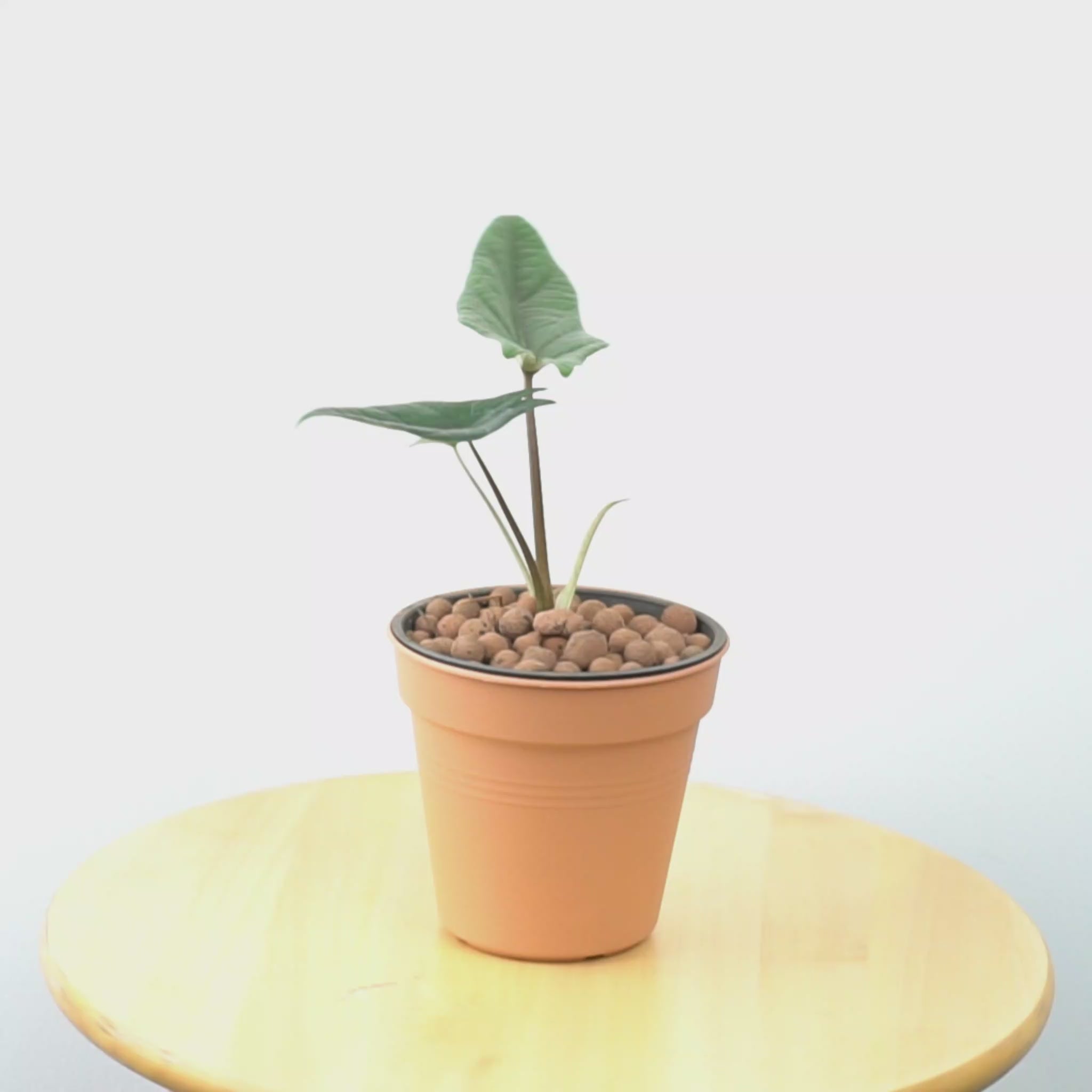 Alocasia Scalfrum - Greenspaces.id