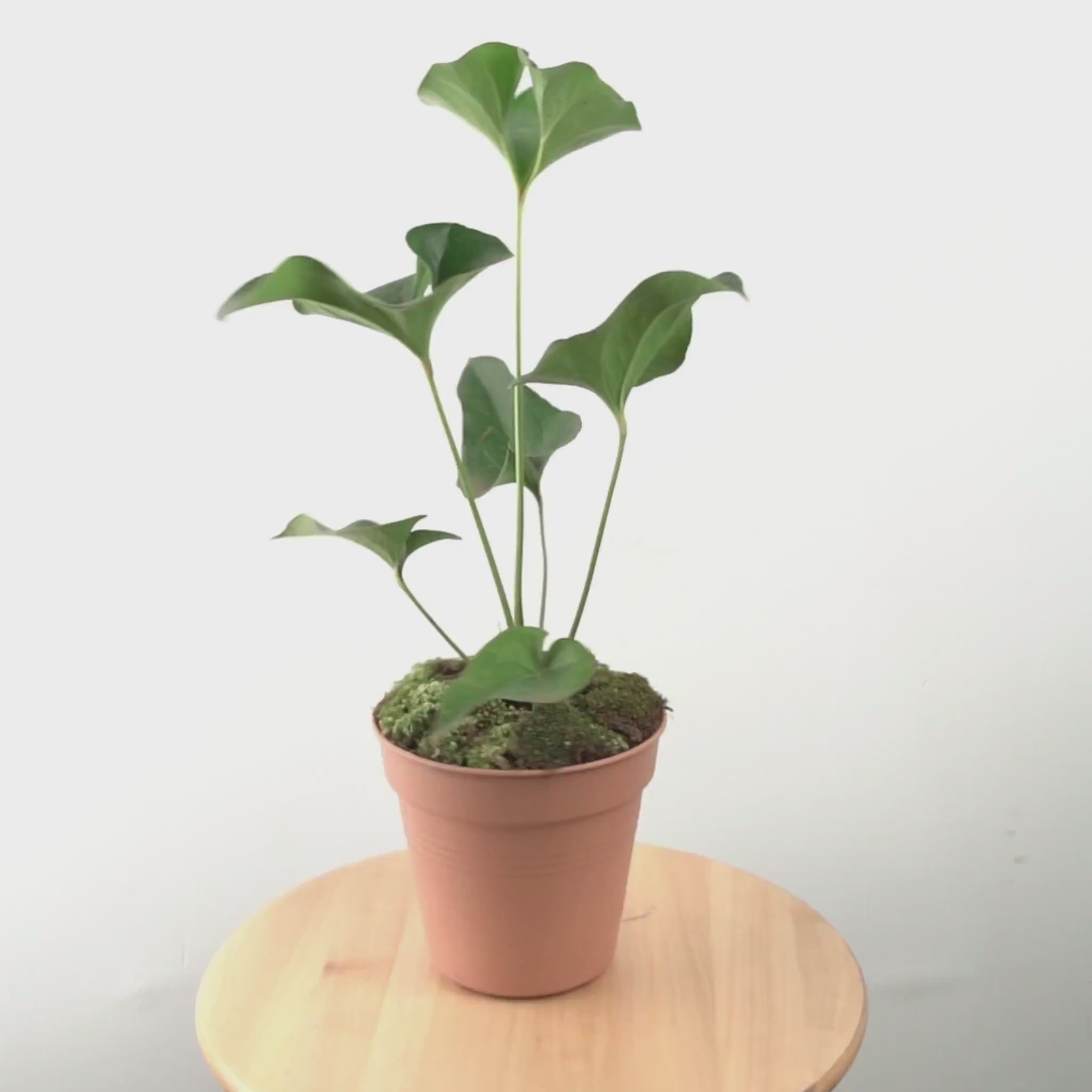 Anthurium Corong - greenspaces