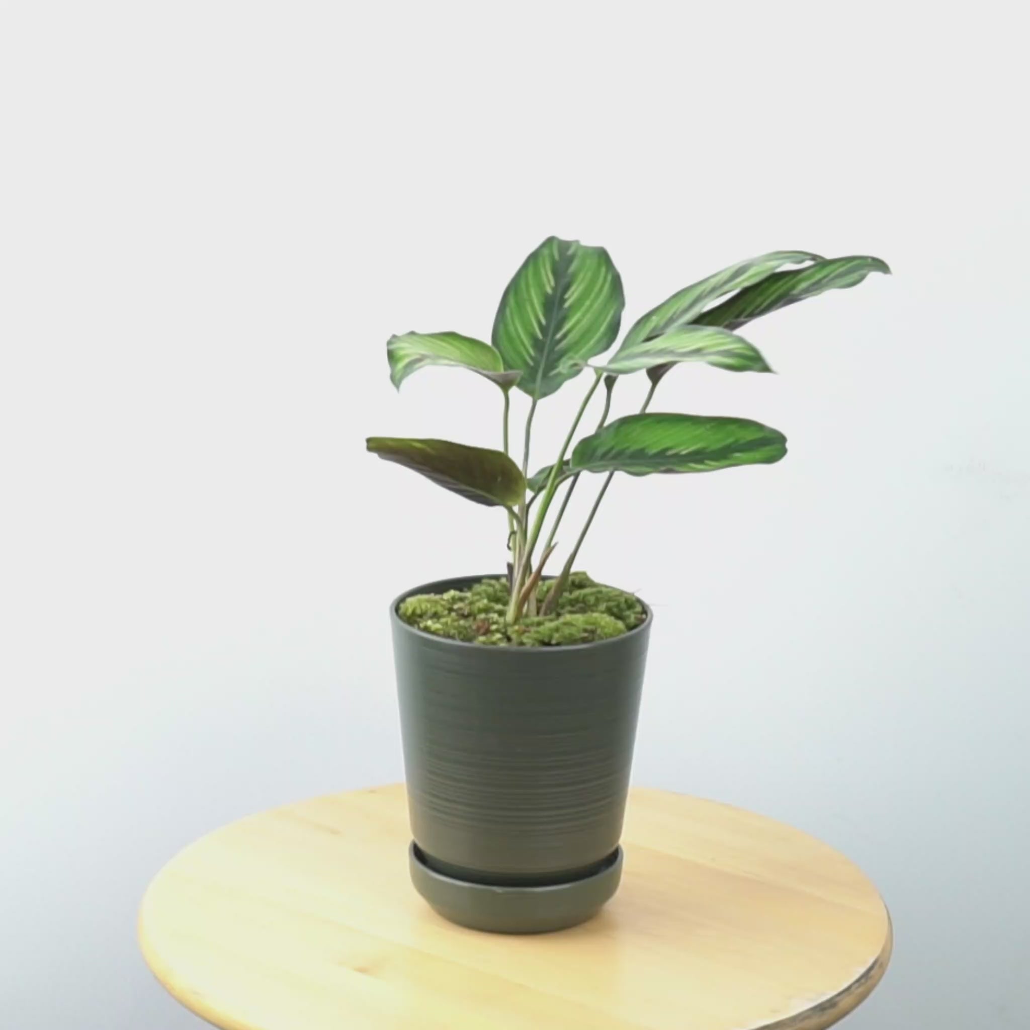 Calathea beauty star - Greenspaces.id