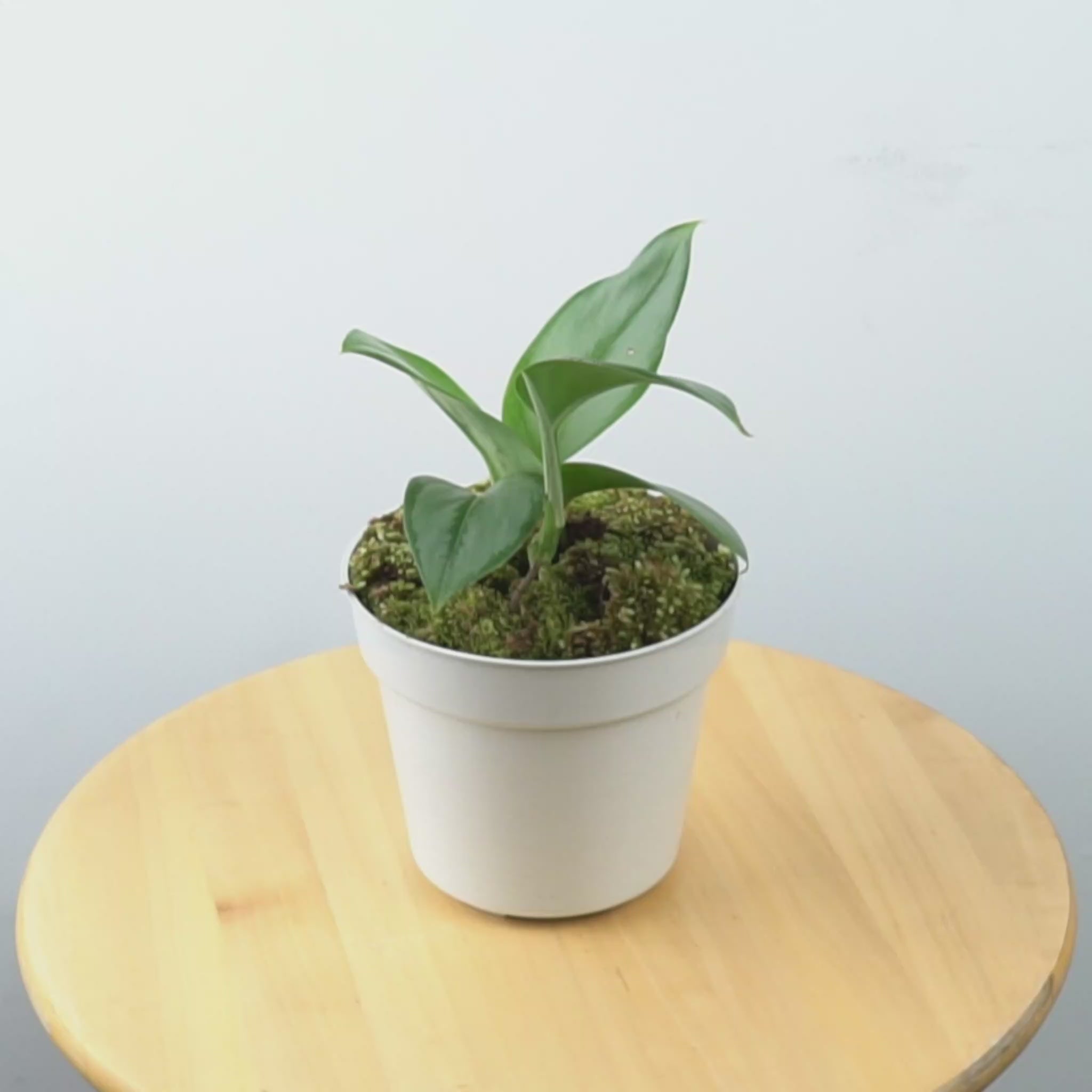 Scindapsus Moonlight - Greenspaces.id