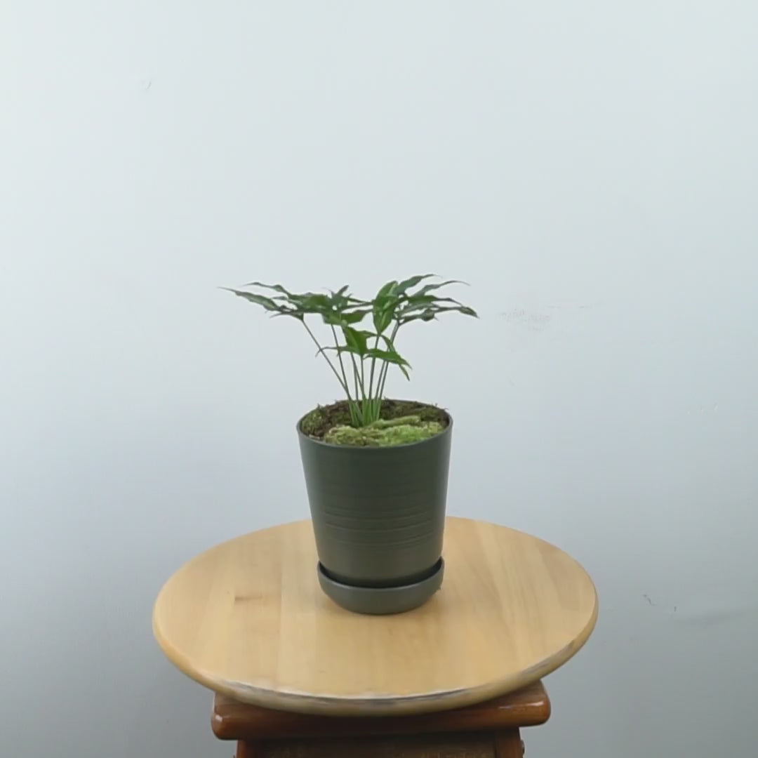 Syngonium White Ribbon