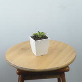 Sansevieria blue leaf - Greenspaces.id