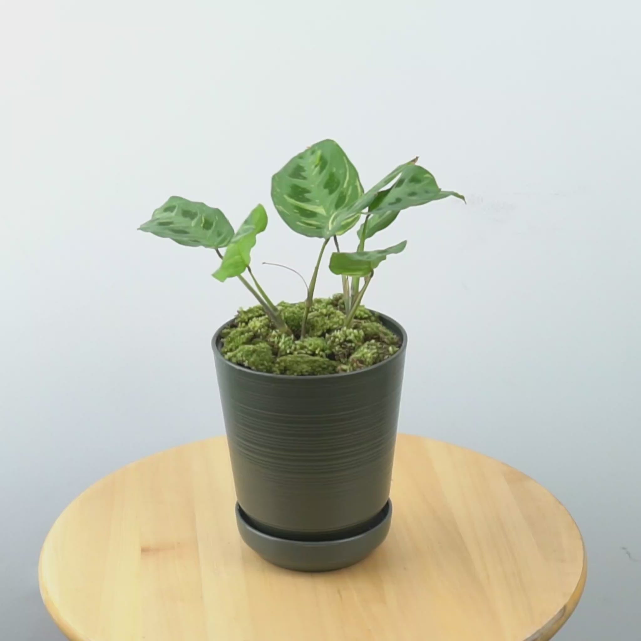 Calathea Butterfly variegated