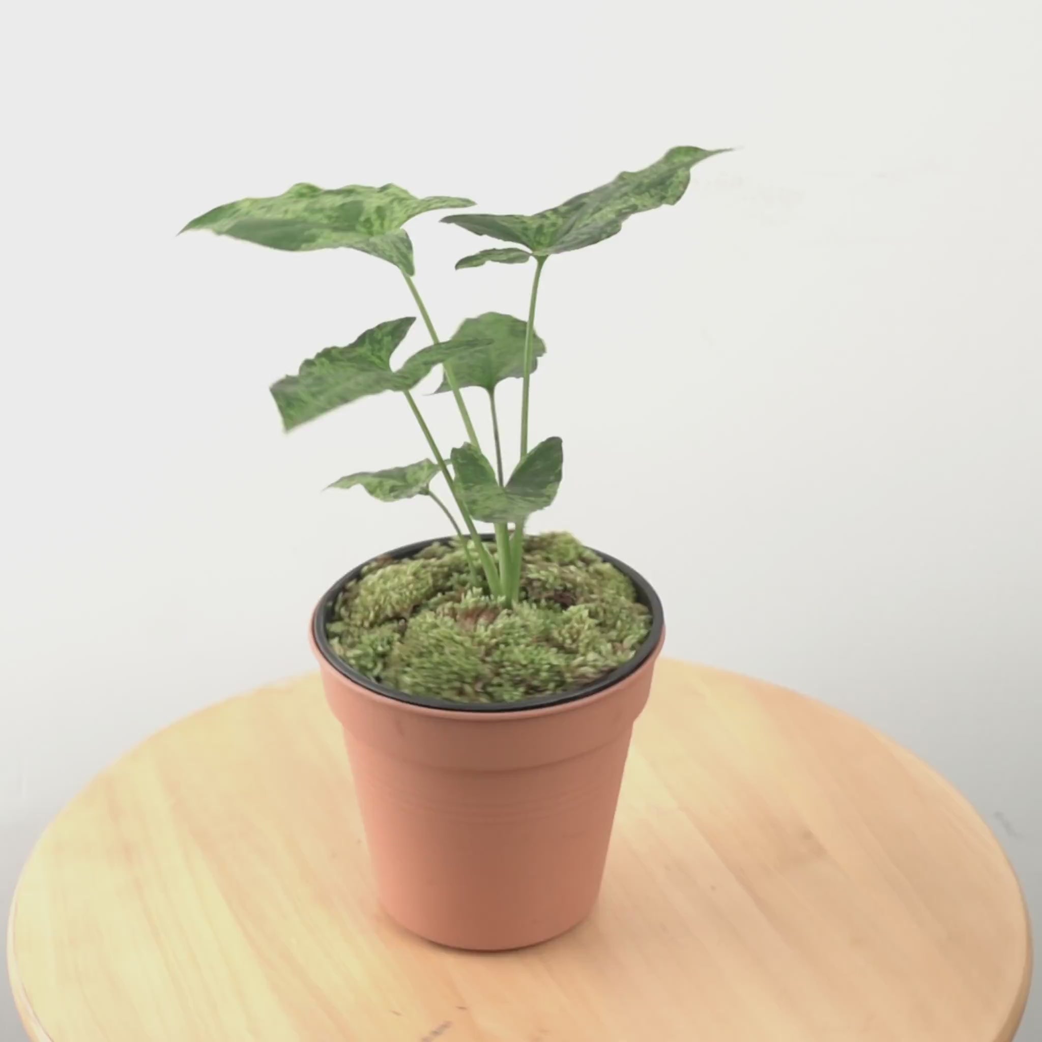 Syngonium Army - Greenspaces.id