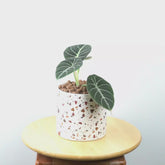 Alocasia black velvet_Video