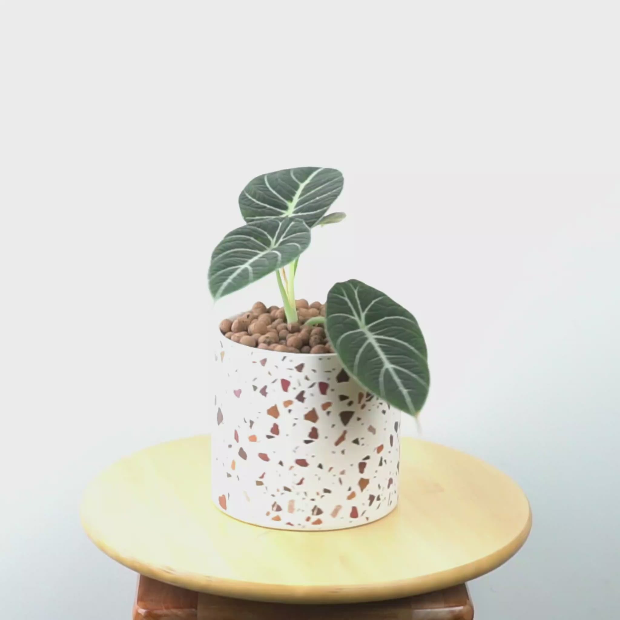 Alocasia black velvet_Video
