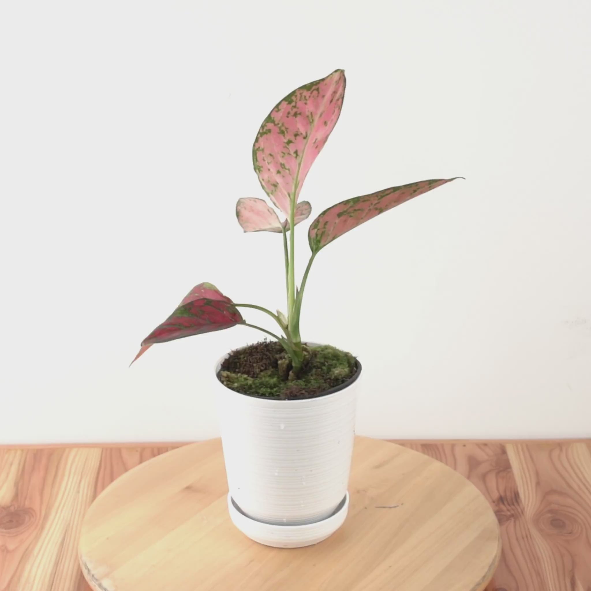 Aglonema red venus