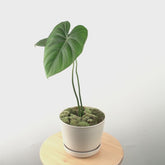 Philodendron Pastazanum - Greenspaces.id