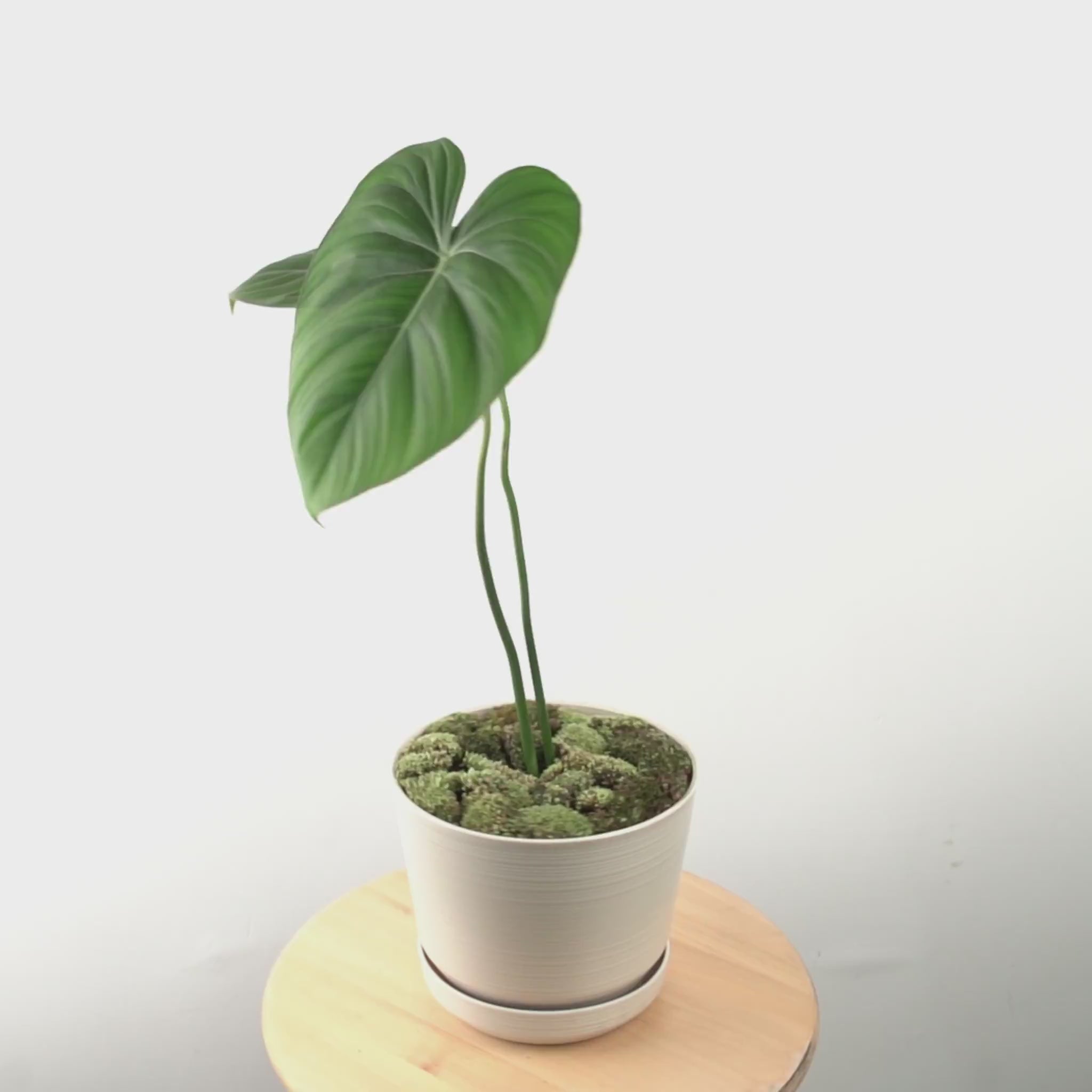 Philodendron Pastazanum - Greenspaces.id