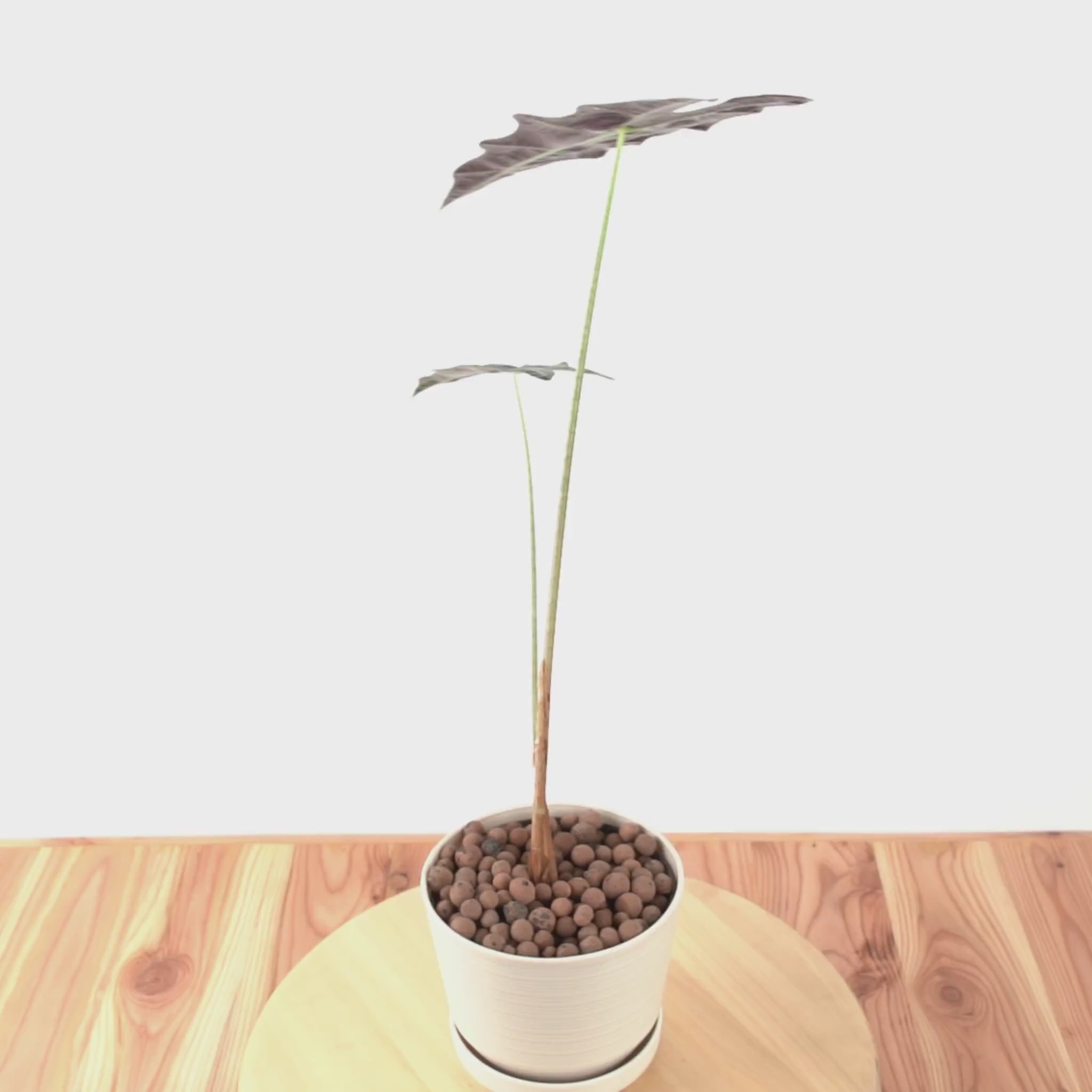 Alocasia Parasol
