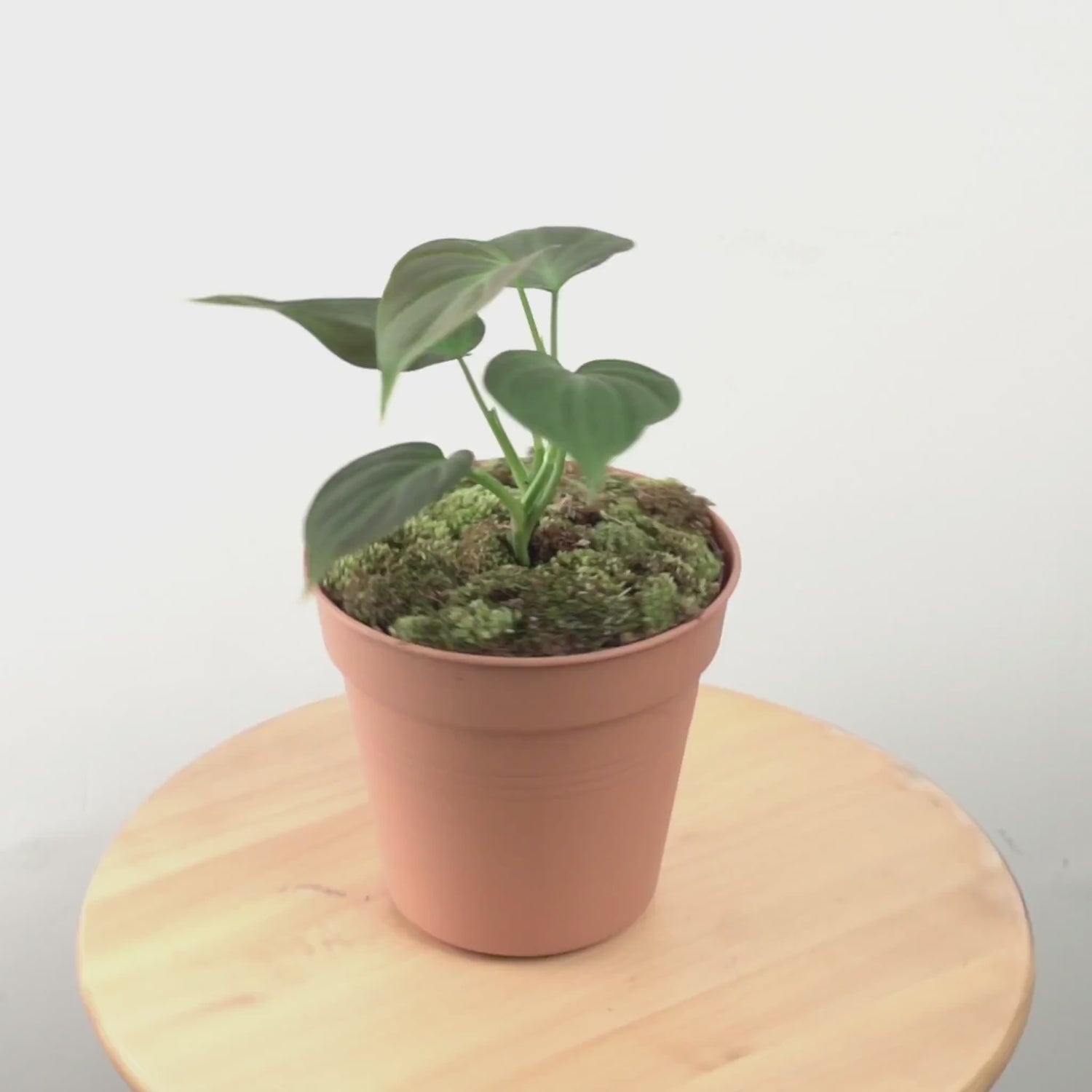 philodendron Camposportoanum