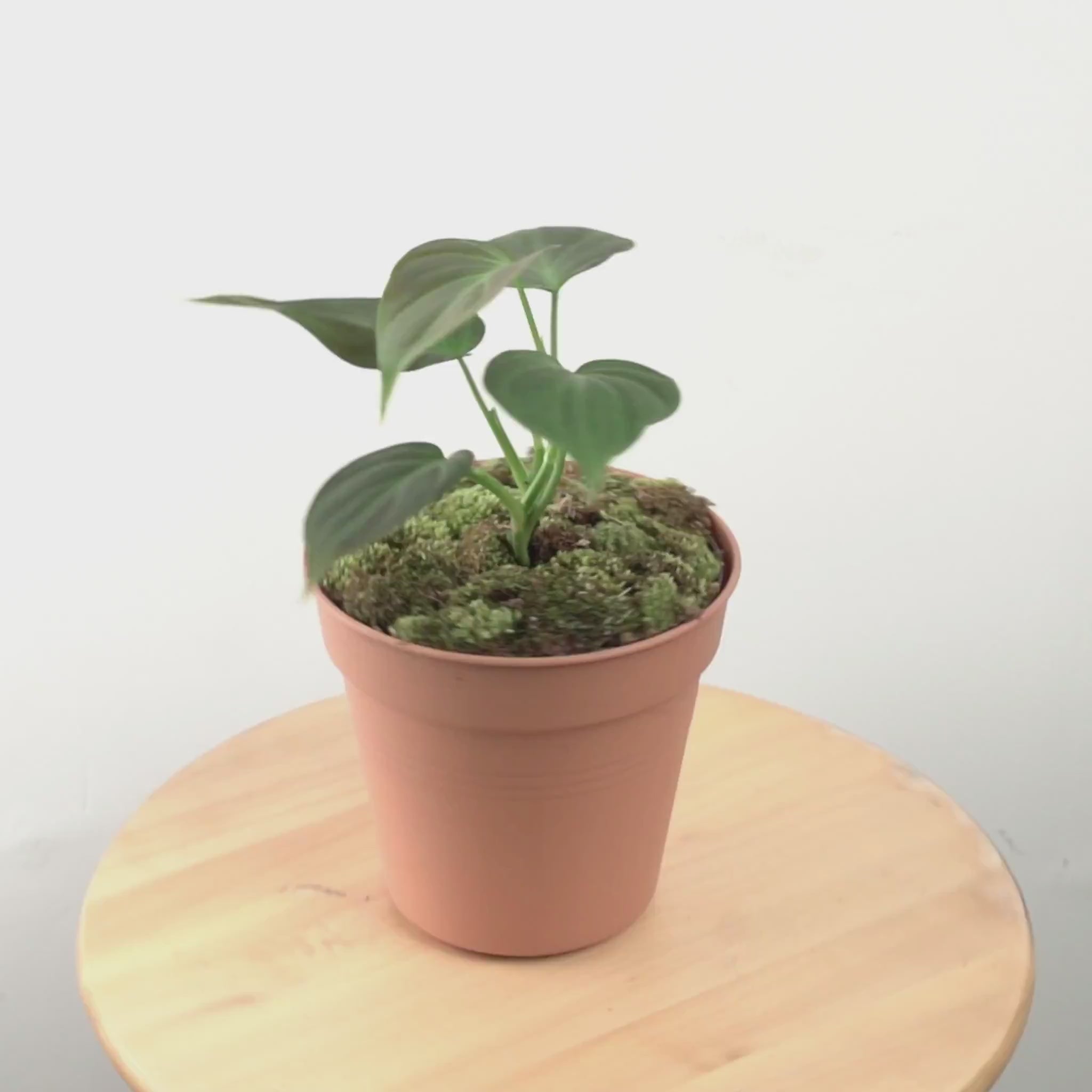 philodendron Camposportoanum