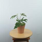 Philodendron mayoi - Greenspaces.id