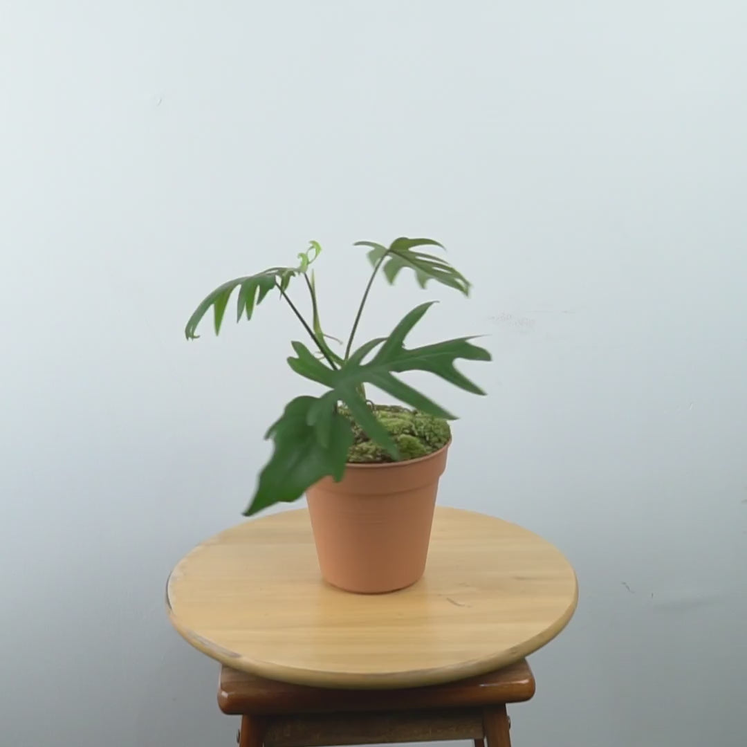 Philodendron mayoi - Greenspaces.id