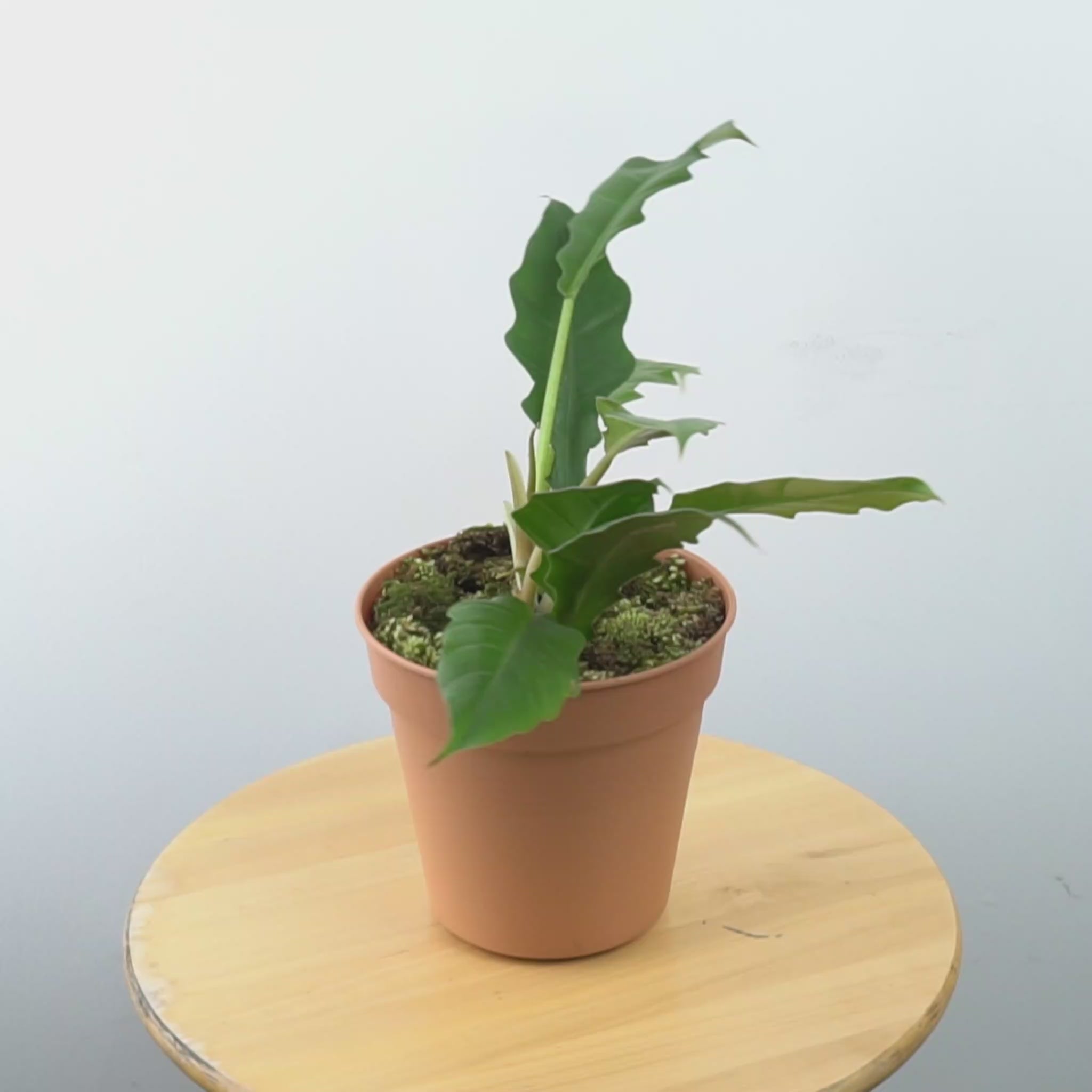 Philodendron Jungle Boogie