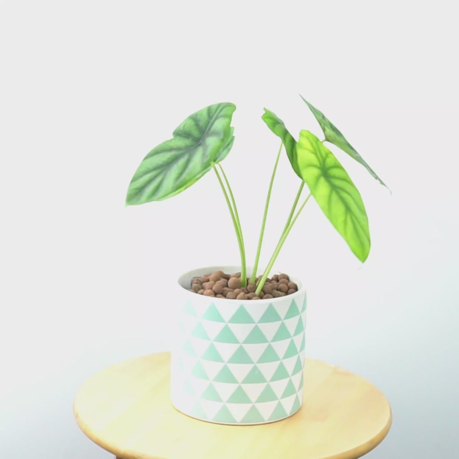 Alocasia clipeolata_Video