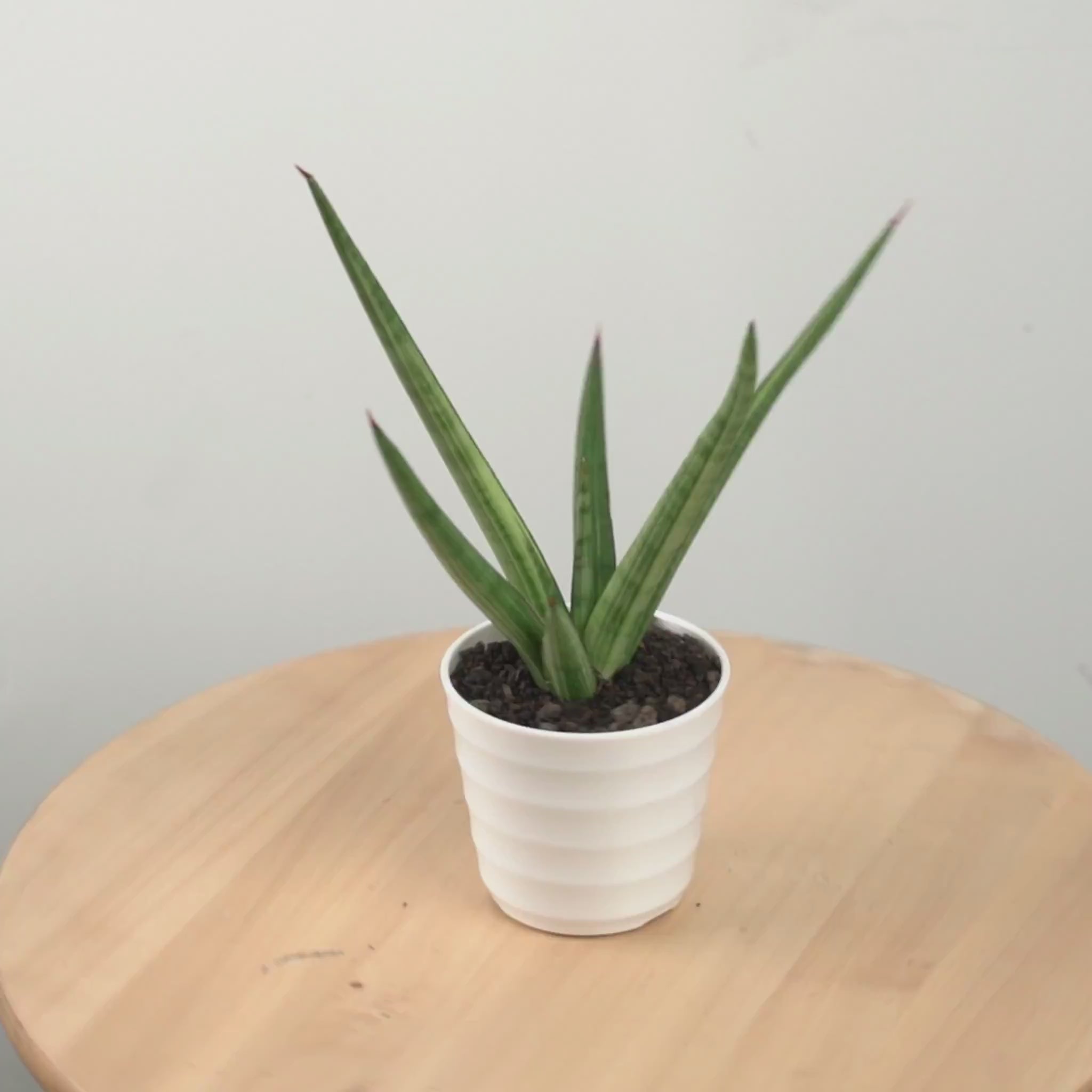 Sansevieria royal crown variegated yellow - Greenspaces.id