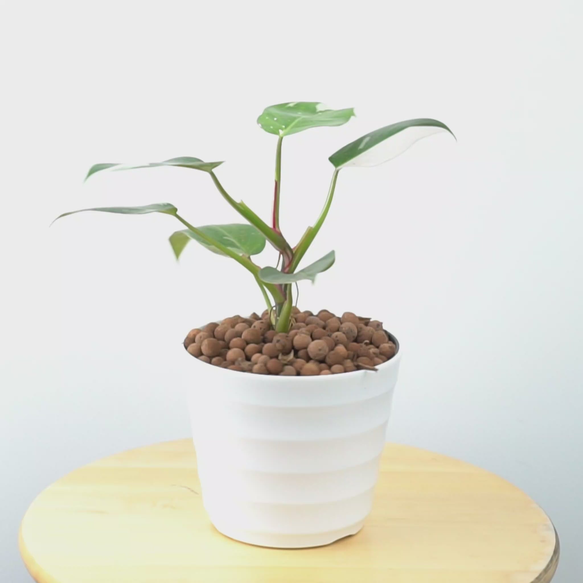 Philodendron White Princess - Greenspaces.id